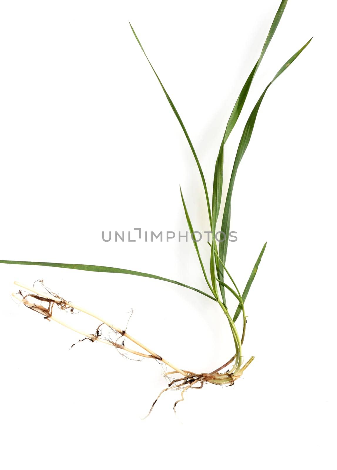 Couch,Agropyron repens,is an important medicinal and medicinal plant. Couch grass is a grass and weed.