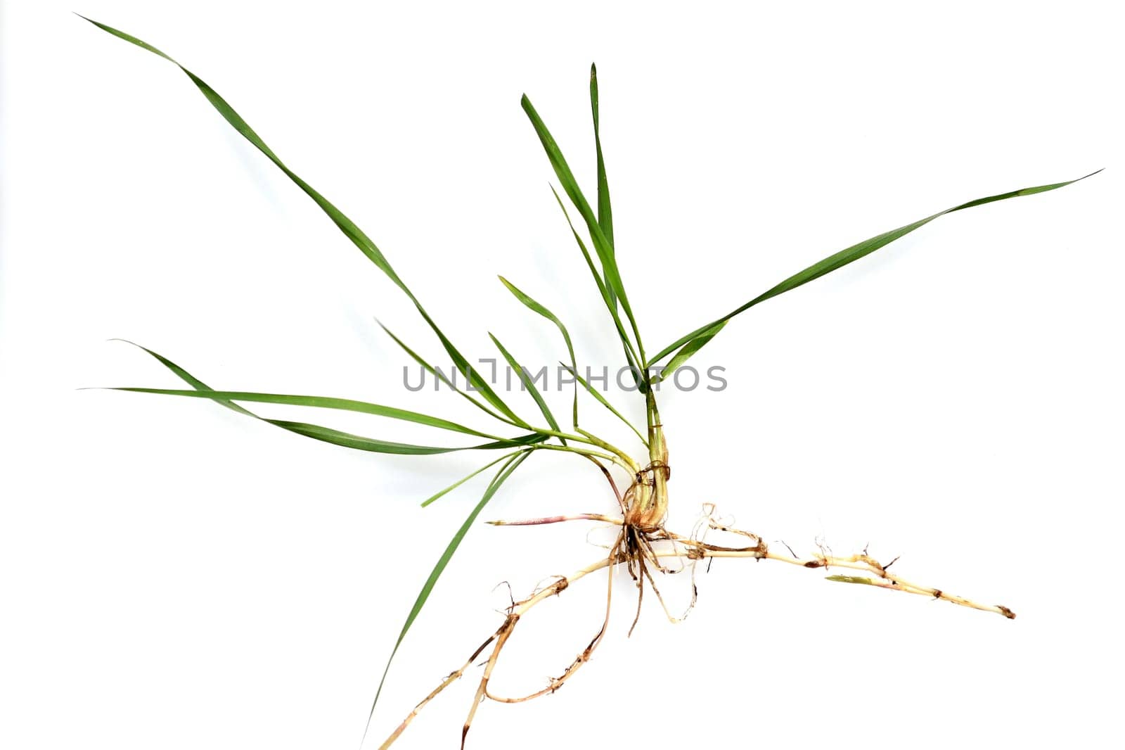 Couch,Agropyron repens,is an important medicinal and medicinal plant. Couch grass is a grass and weed.