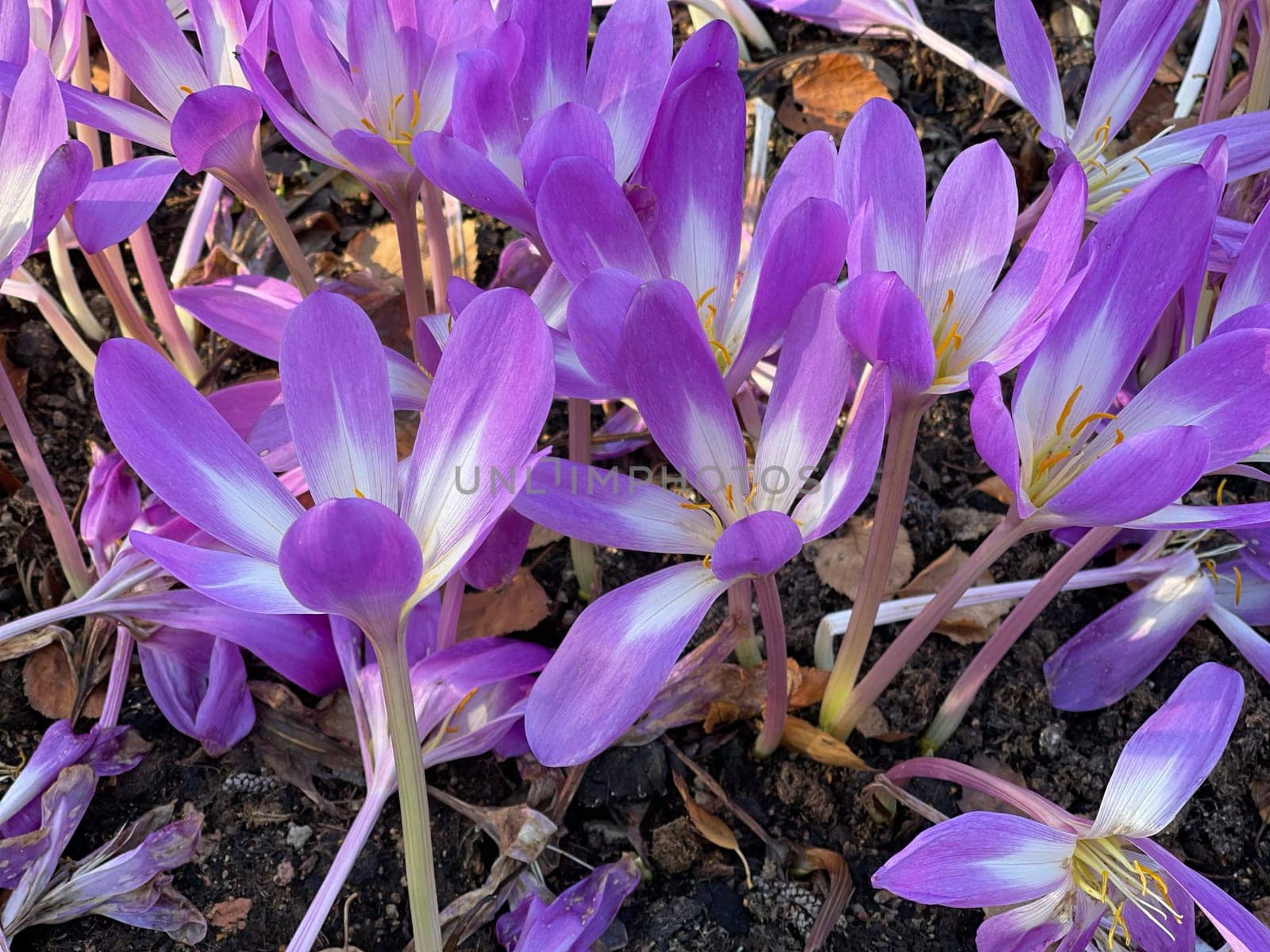 Autumn crocus,Colchicum,autumnale has pink flowers. It is a poisonous plant and an important medicinal plant.