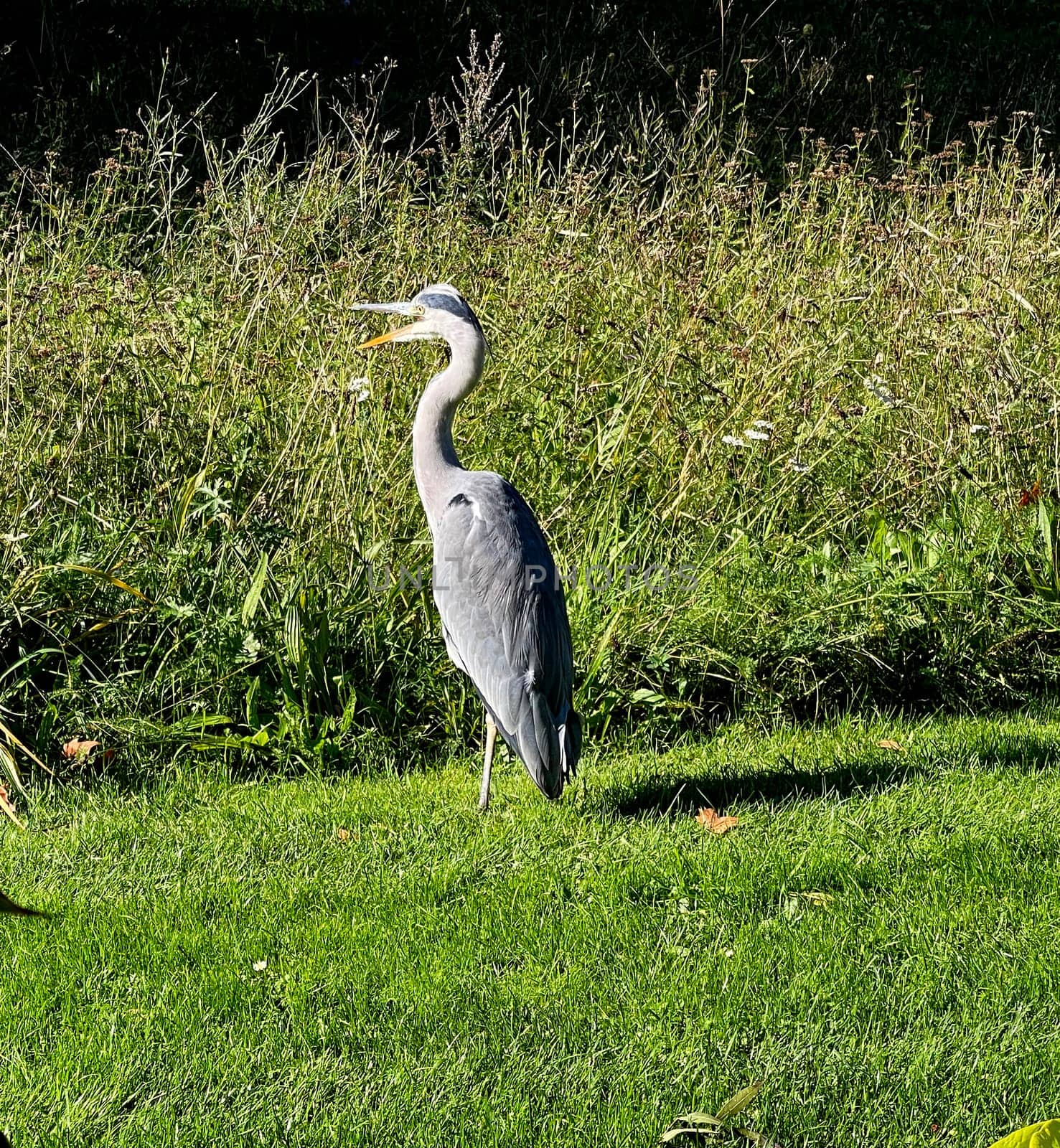 Gray heron,Ardea cinerea,also called heron,is a species of bird in the order Pelecaniformes.