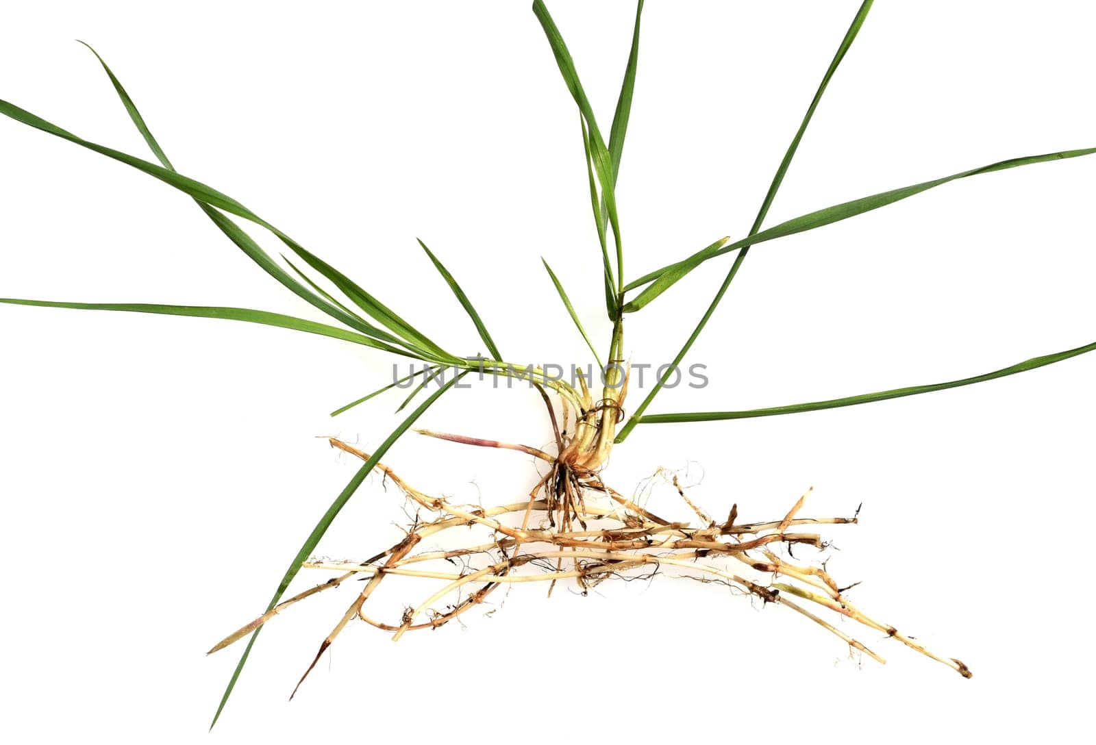 Couch,Agropyron repens,is an important medicinal and medicinal plant. Couch grass is a grass and weed.