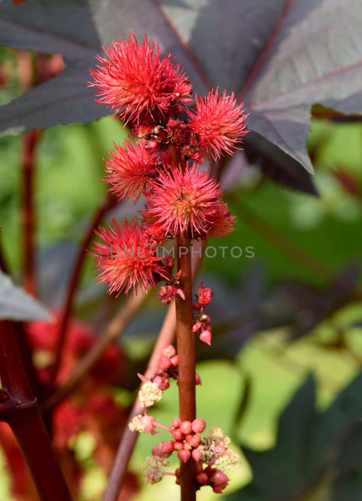 Castor oil,Ricinus communis,is a poisonous and medicinal plant with red flowers and poisonous beans.