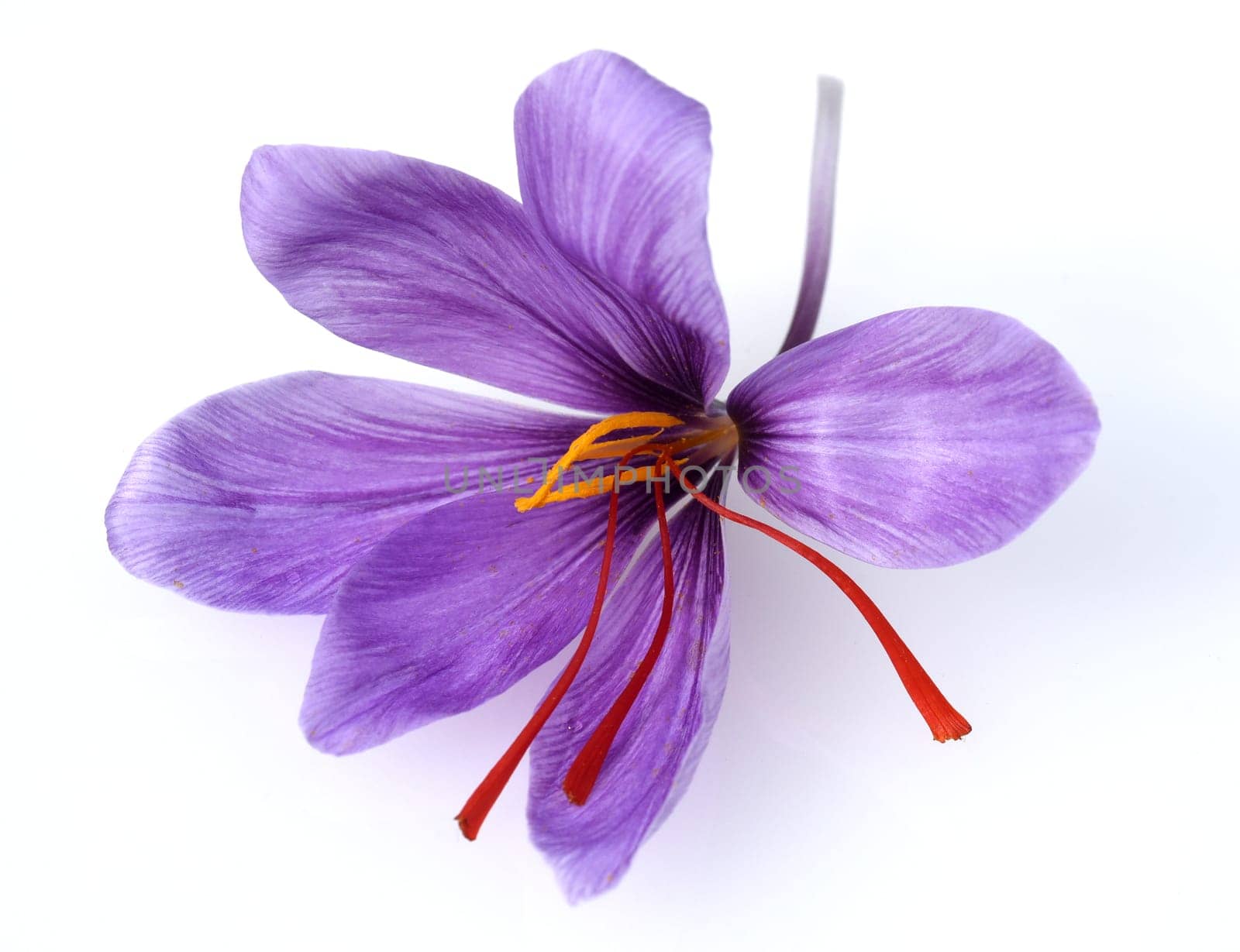 Saffron crocus has three red saffron fawns in the flower which are among the most expensive spices