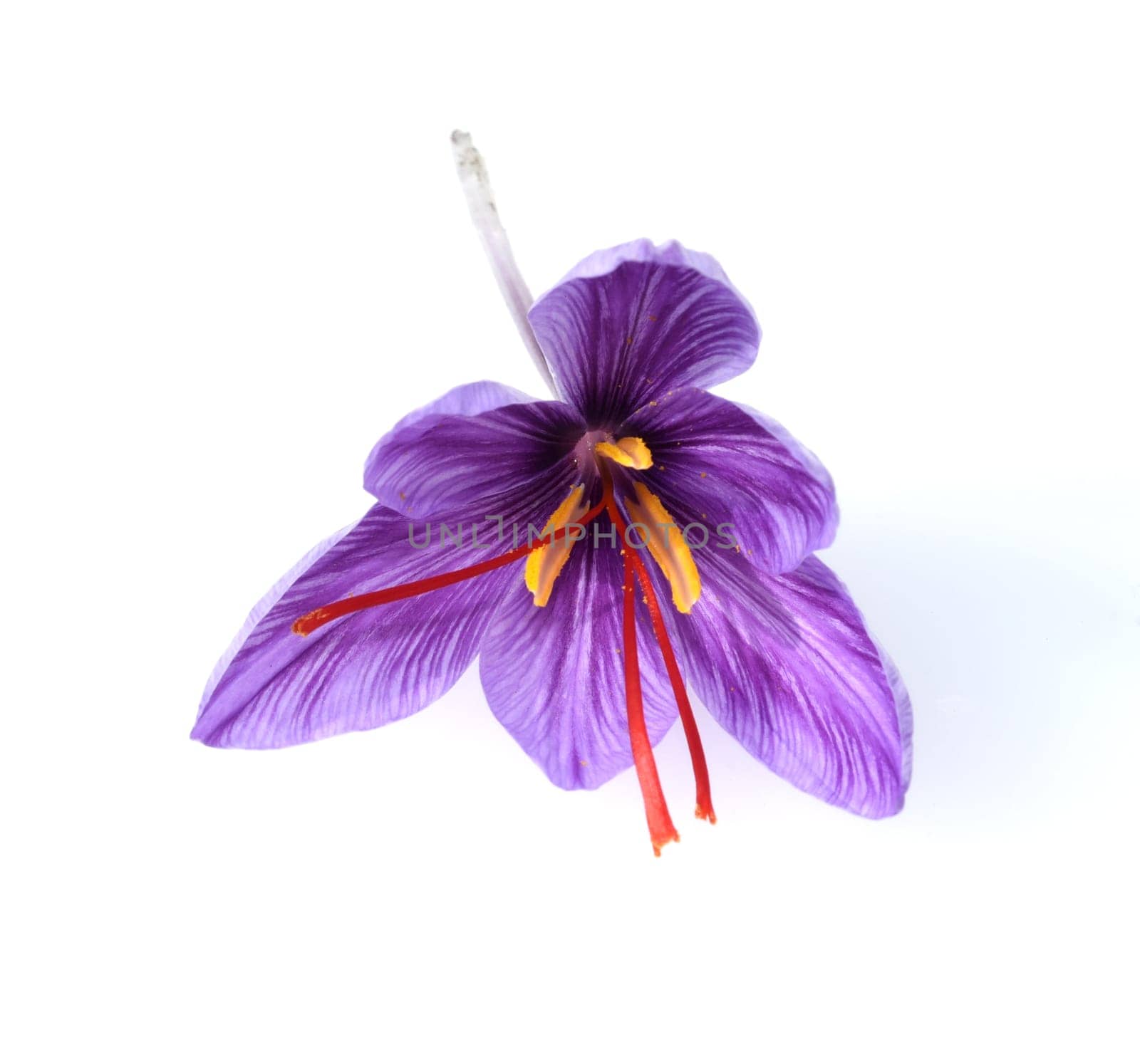 Saffron crocus has three red saffron fawns in the flower which are among the most expensive spices