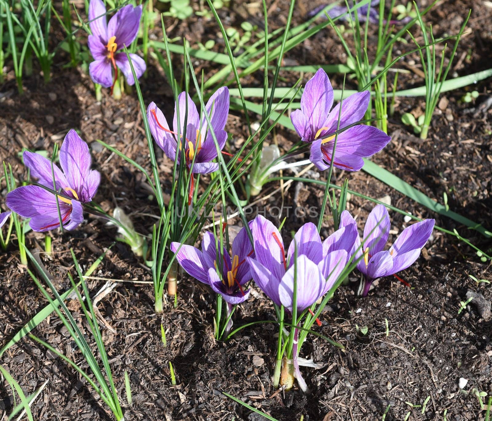 Saffron crocus has three red saffron fawns in the flower which are among the most expensive spices
