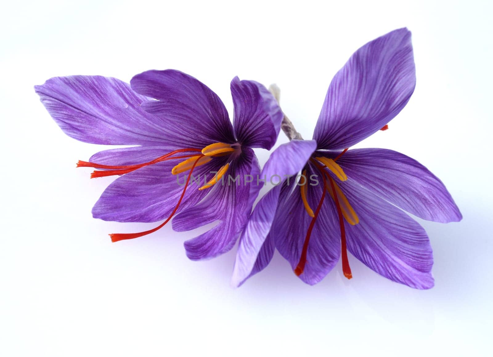 Saffron crocus has three red saffron fawns in the flower which are among the most expensive spices