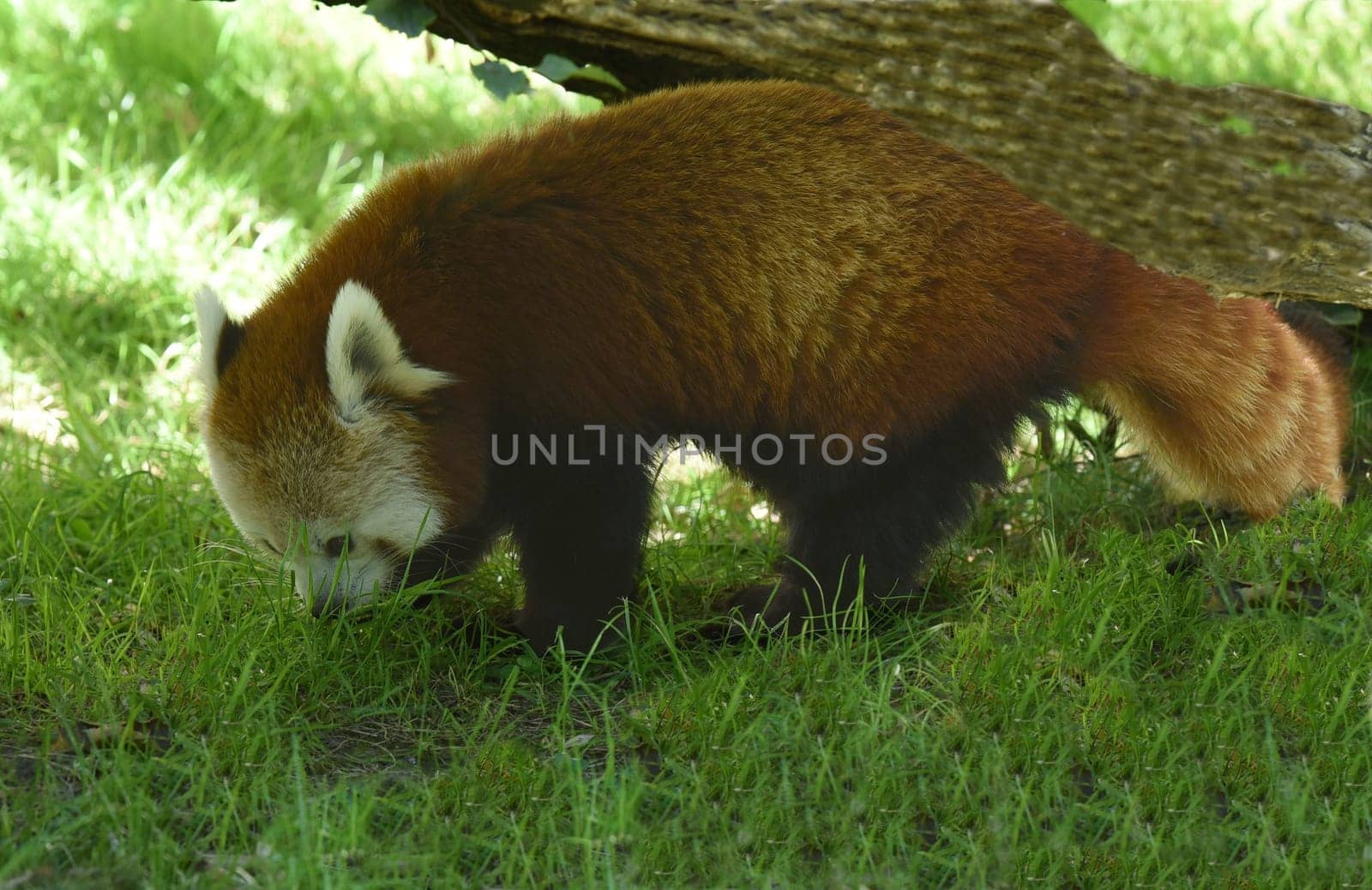 Lesser panda,Ailurus fulgens,is a rare species of panda bear in Asia.