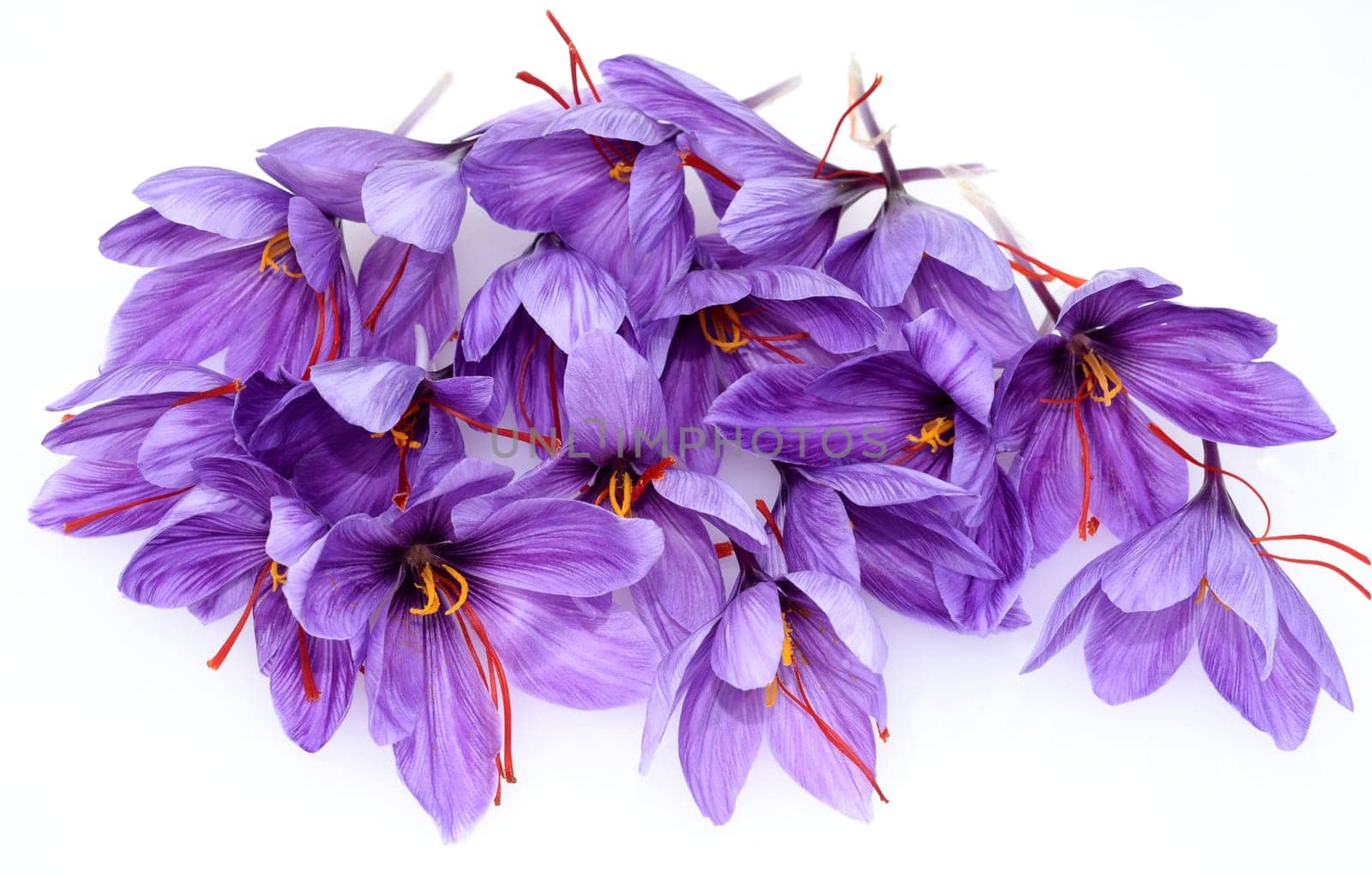 Saffron crocus has three red saffron fawns in the flower which are among the most expensive spices