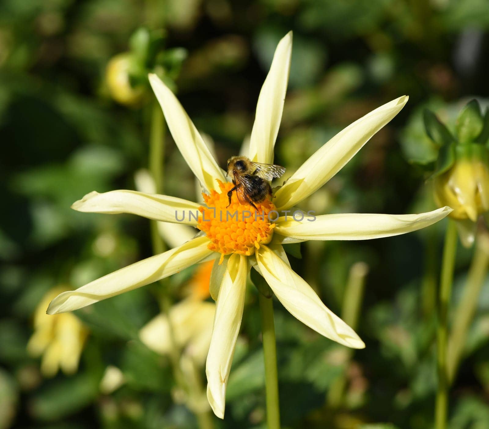 Star dahlia,honka,is a type of dahlia with star-shaped petals.