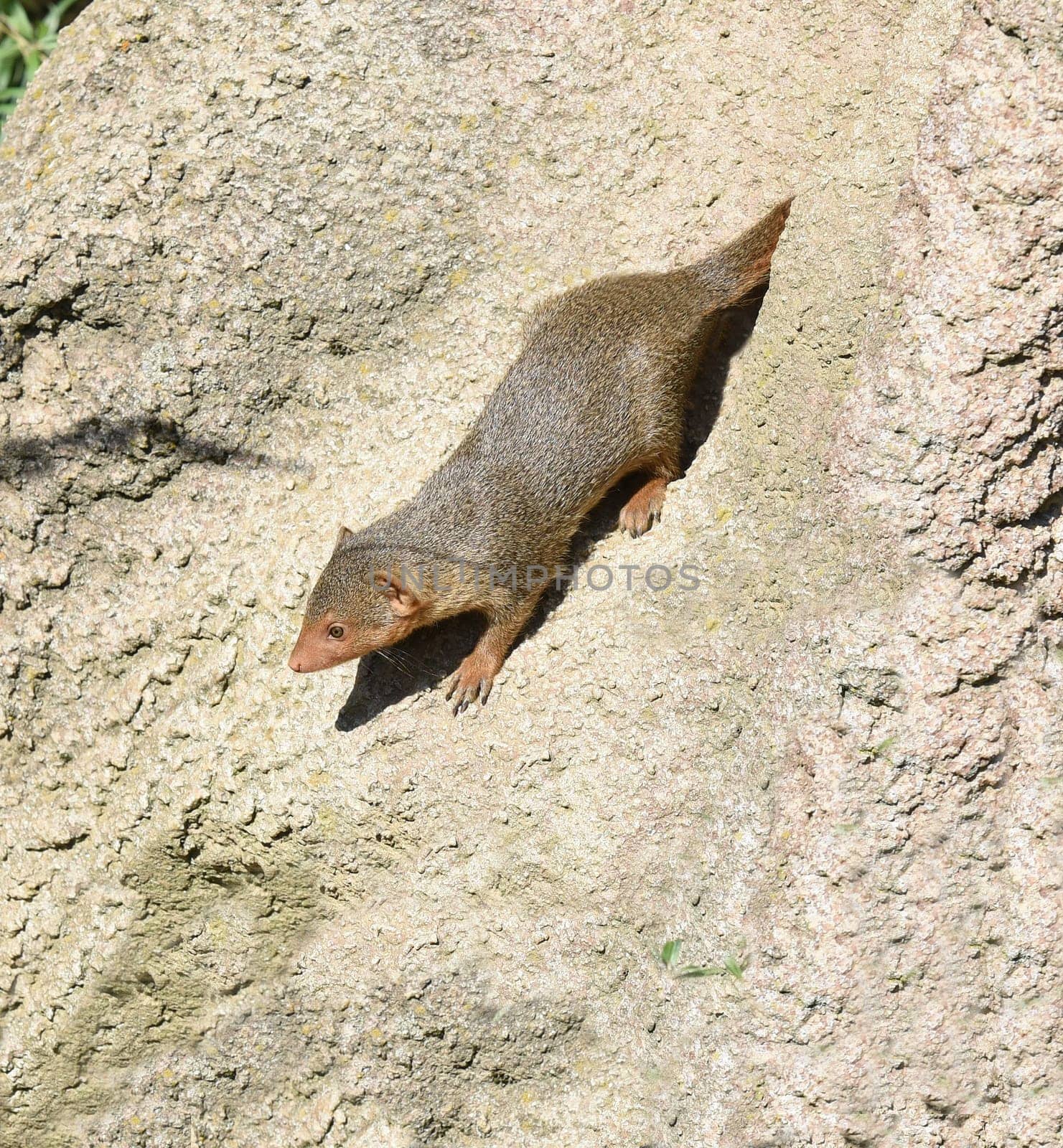 Dwarf mongoose  Helogale parvula belong to the mongooses and live in earthworks in Africa.