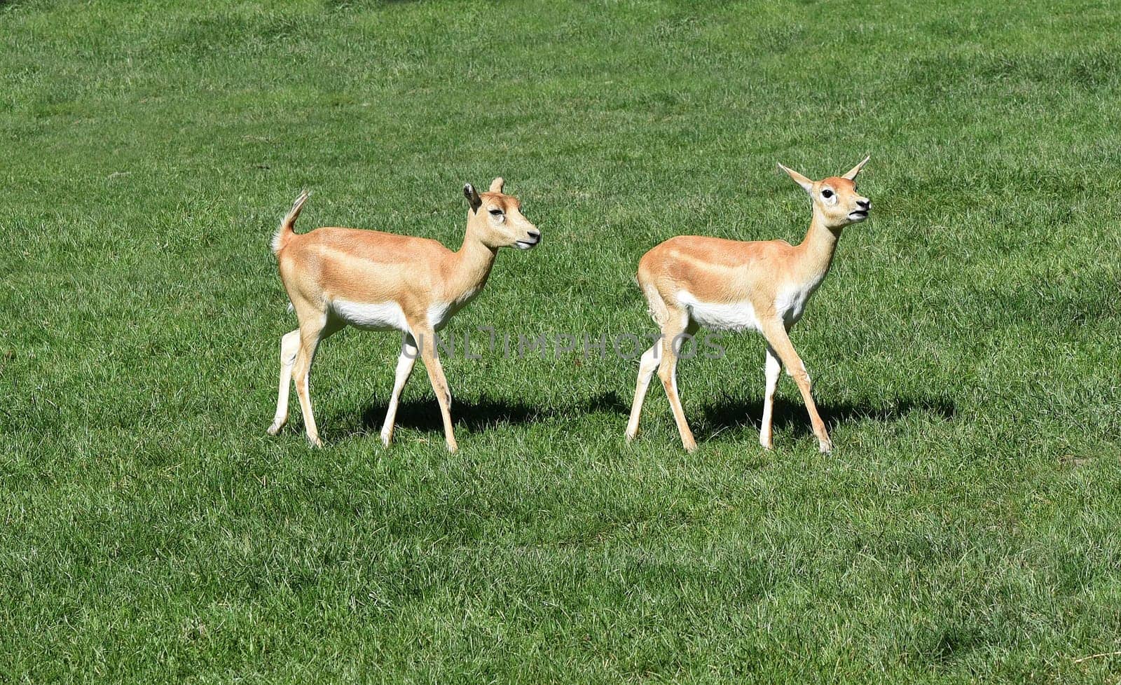 Deer goat antelope,Mammalia ruminantia,is a species of antelope found in Asia.