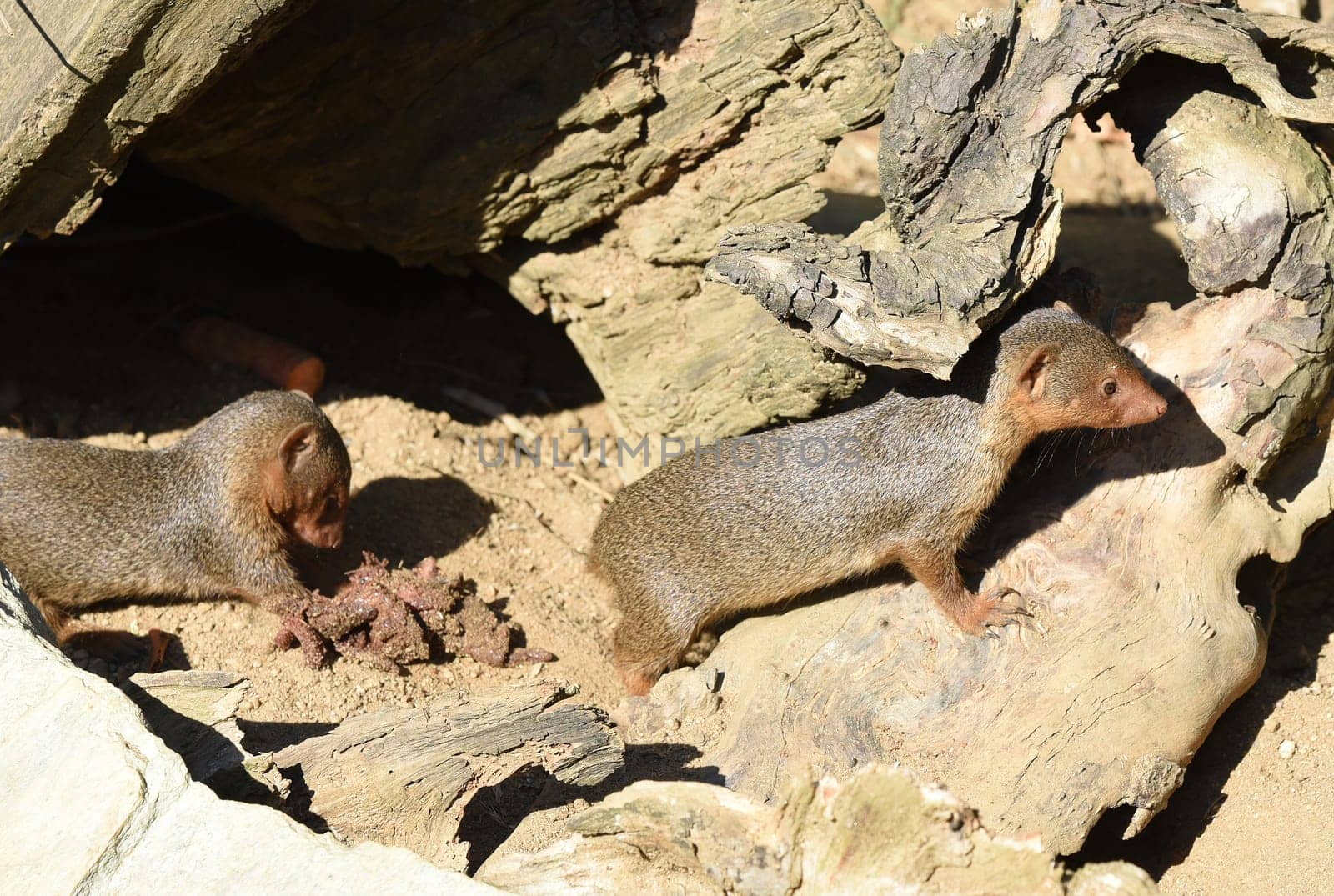 Dwarf mongoose  Helogale parvula belong to the mongooses and live in earthworks in Africa.