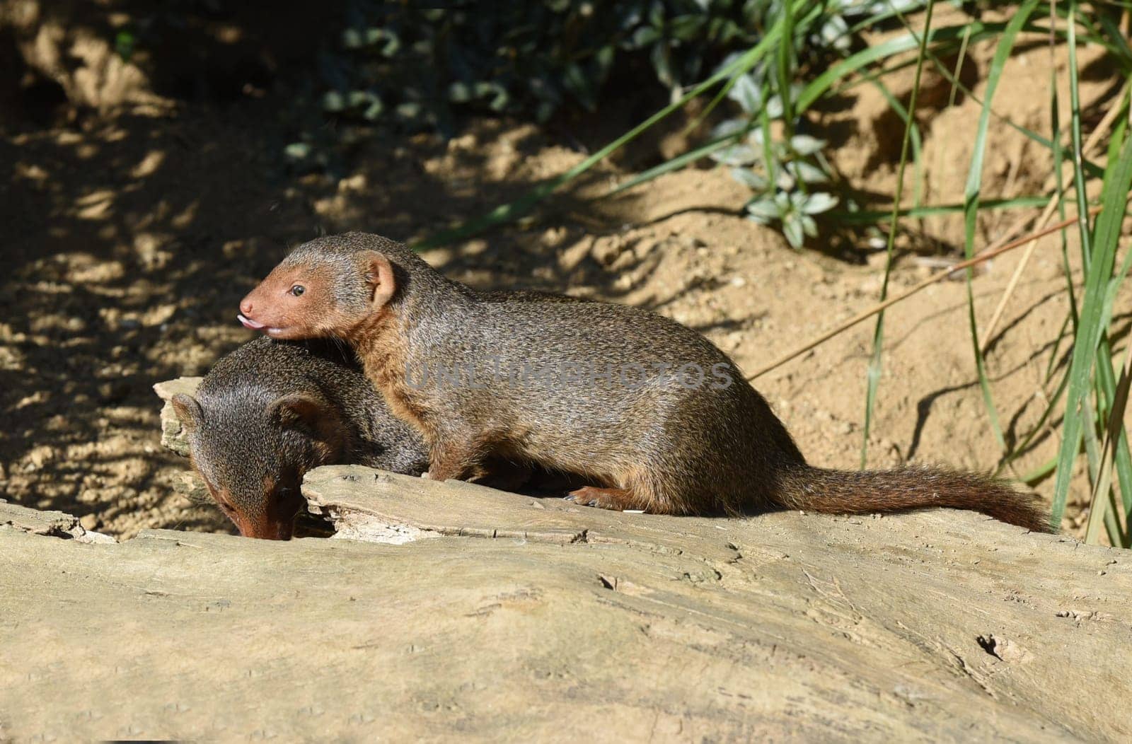Dwarf mongoose  Helogale parvula belong to the mongooses and live in earthworks in Africa.