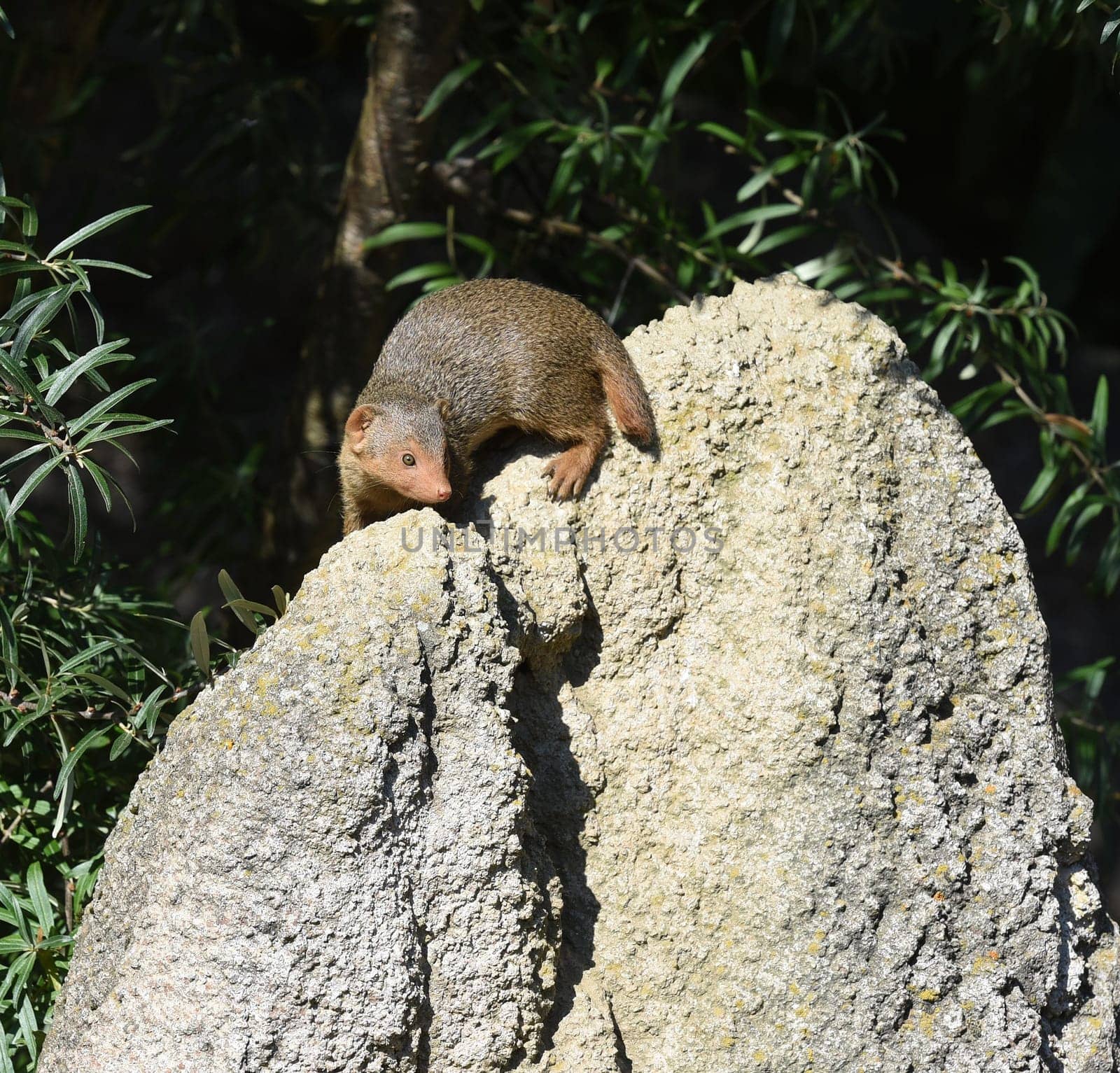 Dwarf mongoose  Helogale parvula belong to the mongooses and live in earthworks in Africa.