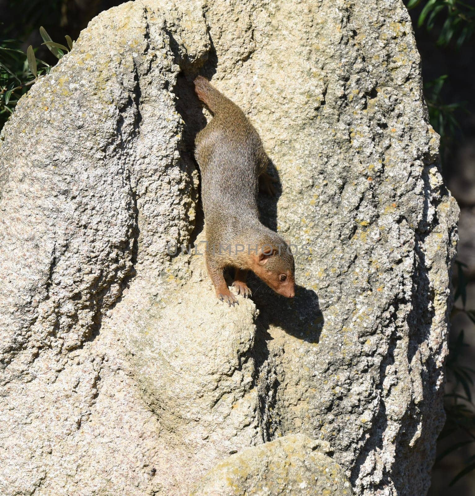 Dwarf mongoose  Helogale parvula belong to the mongooses and live in earthworks in Africa.