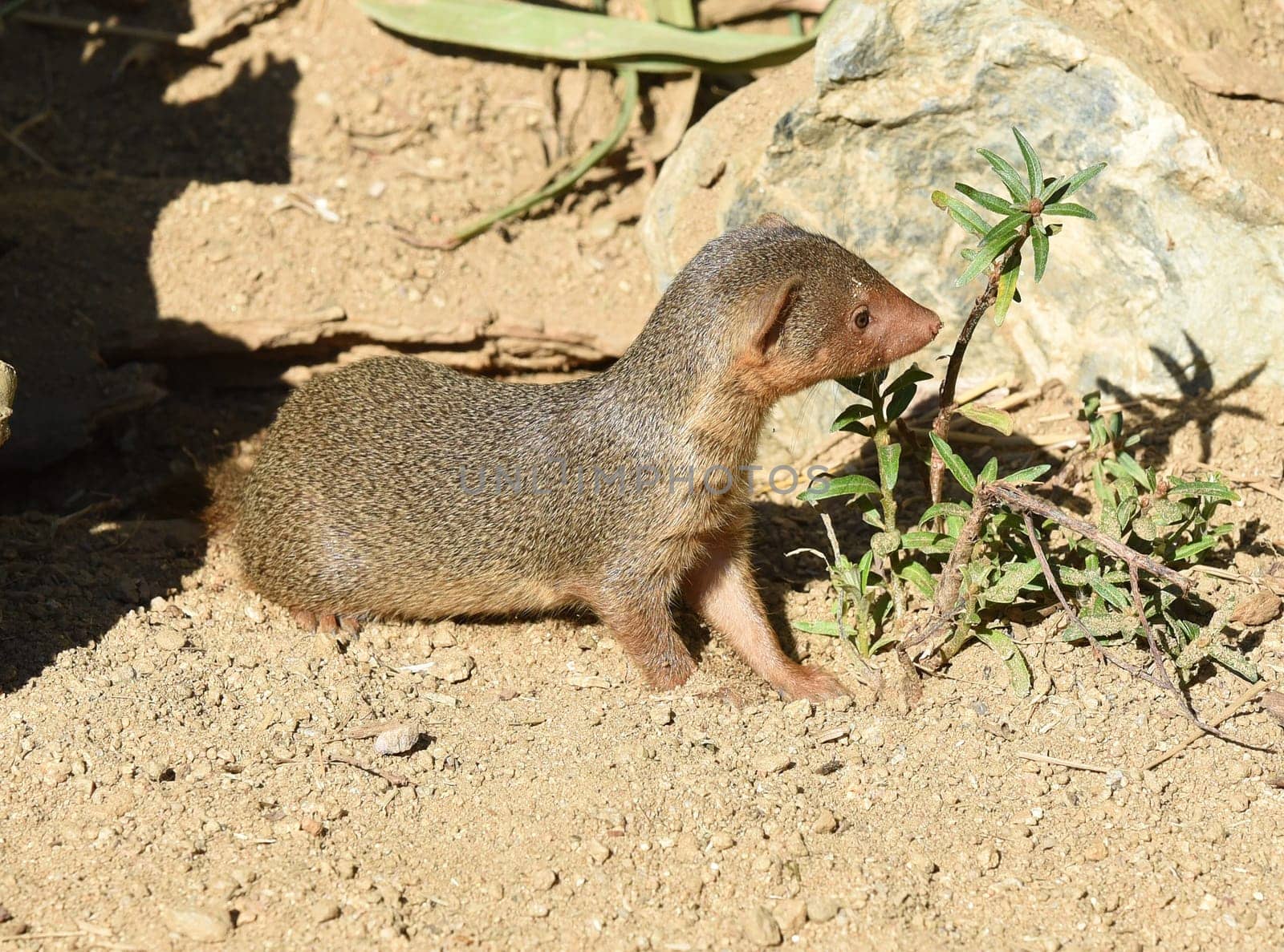 Dwarf mongoose  Helogale parvula belong to the mongooses and live in earthworks in Africa.