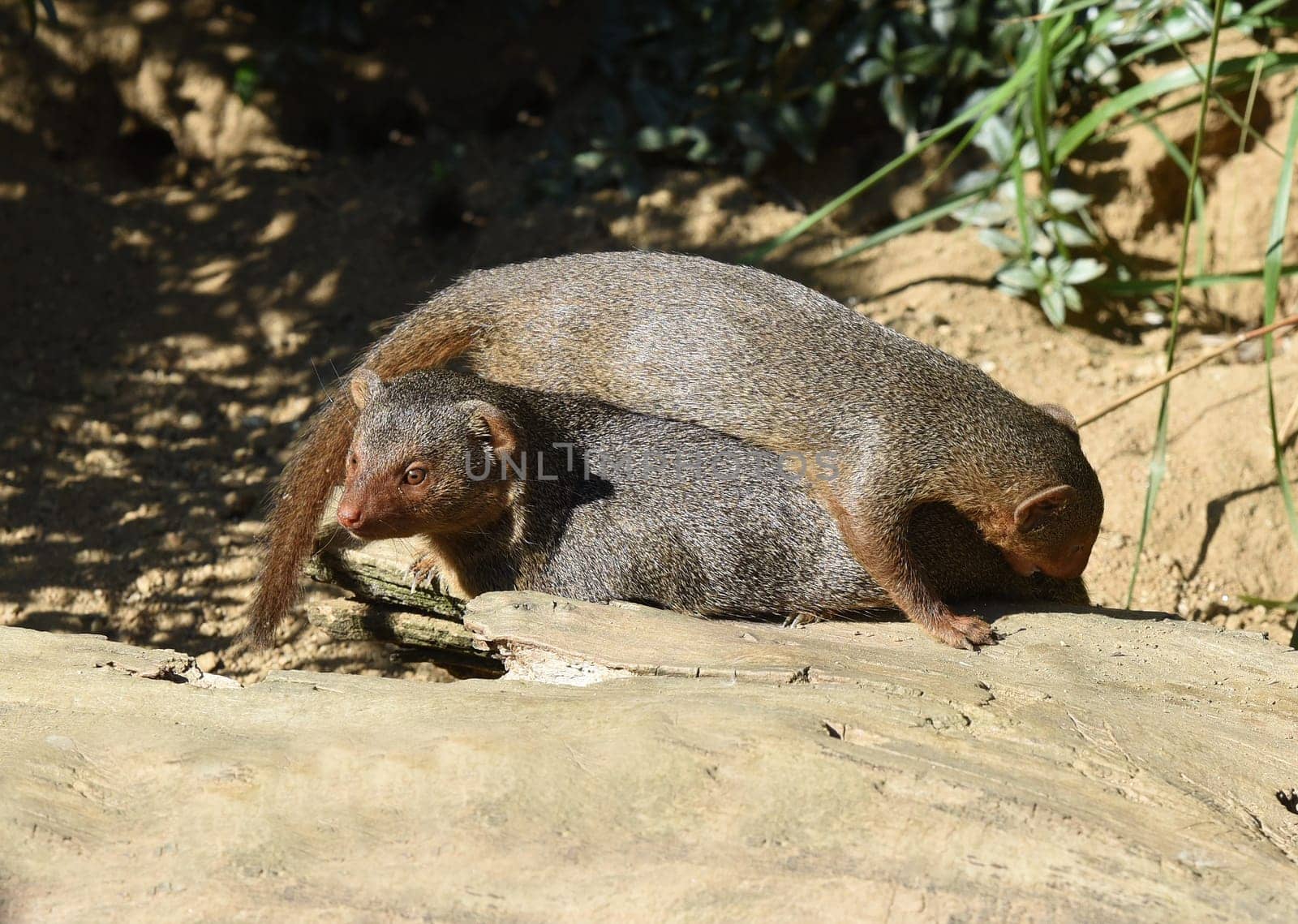 Dwarf mongoose  Helogale parvula belong to the mongooses and live in earthworks in Africa.