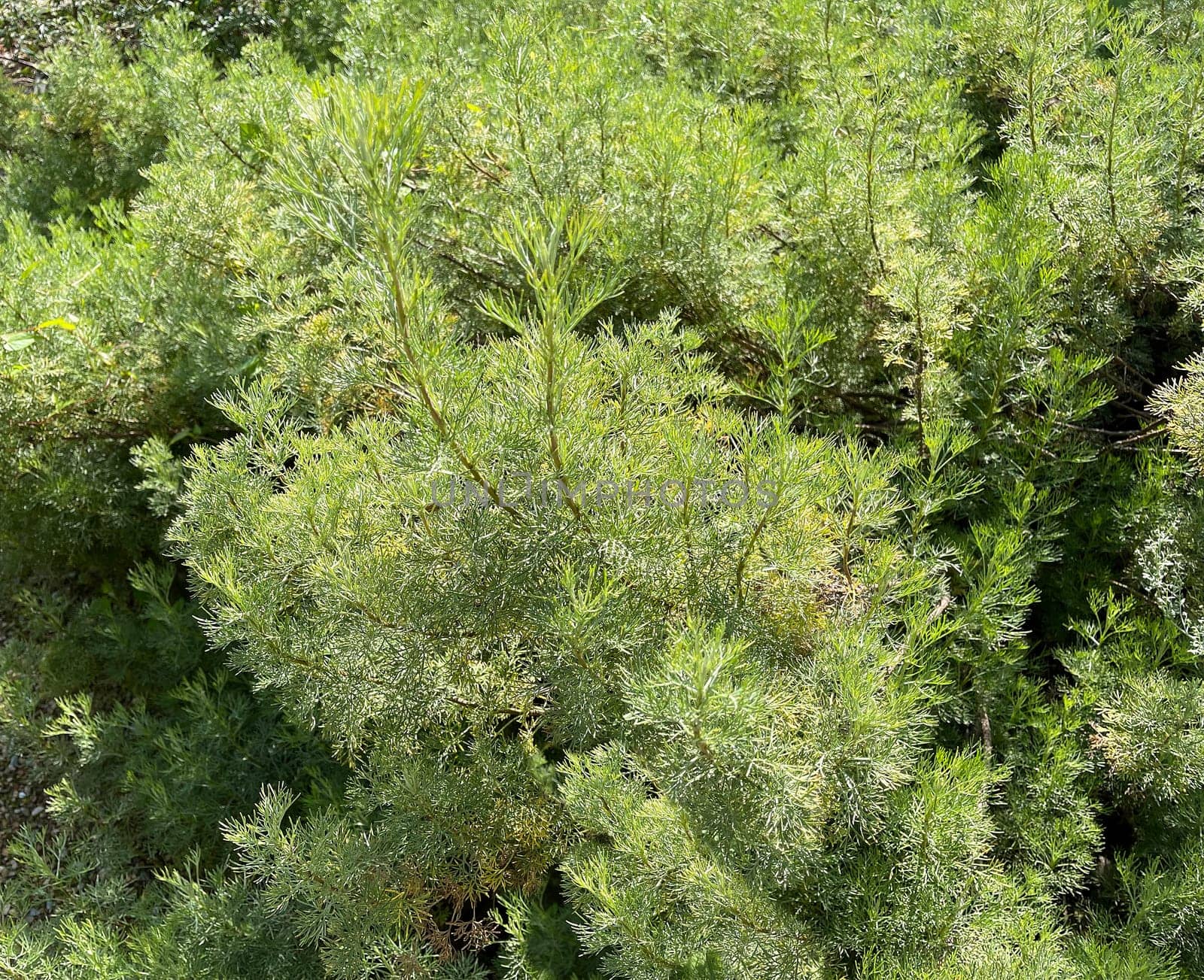 Rowan,Artemisia abrotanum,is an important medicinal plant and is widely used in medicine.