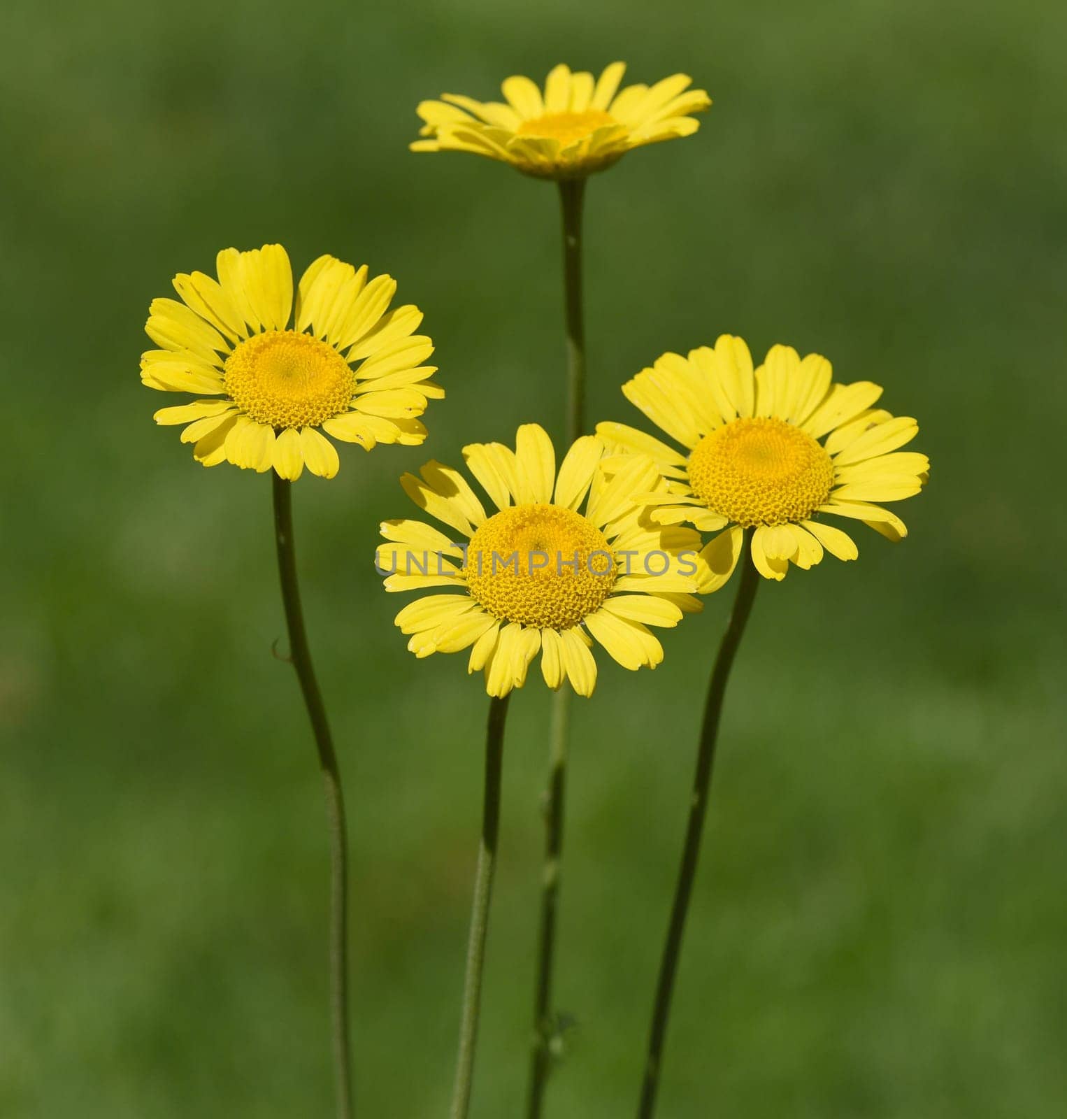 Faerberhound chamomile,Anthemis tinctoria,is an important medicinal plant with yellow flowers and is widely used in medicine. It is a perennial and one of the Faerber plants.