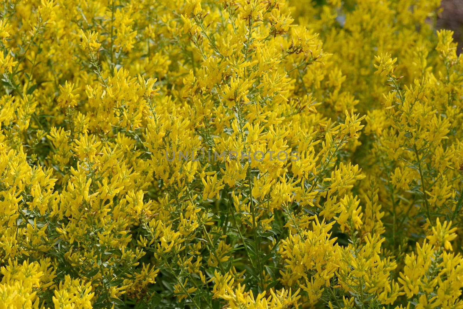 Broom dyer,Genista tinctoria,is an important medicinal plant with yellow flowers and is widely used in medicine. It is a perennial and belongs to the dyer plants.