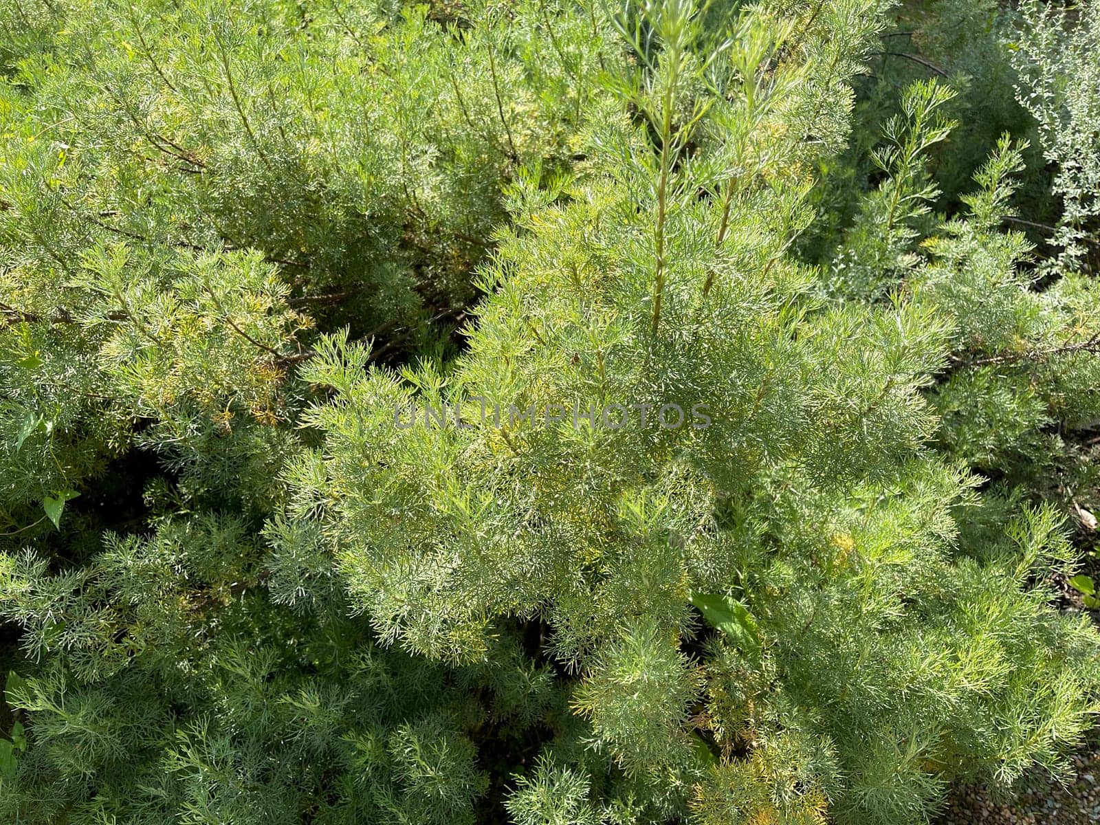 Rowan,Artemisia abrotanum,is an important medicinal plant and is widely used in medicine.