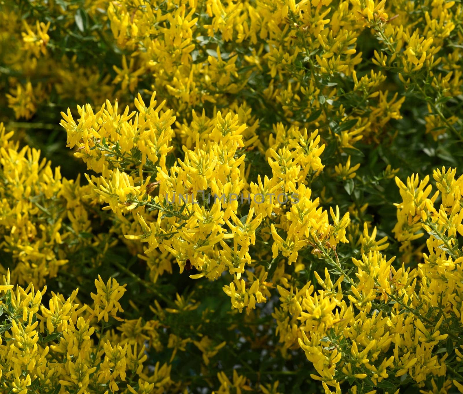 Broom dyer,Genista tinctoria,is an important medicinal plant with yellow flowers and is widely used in medicine. It is a perennial and belongs to the dyer plants.