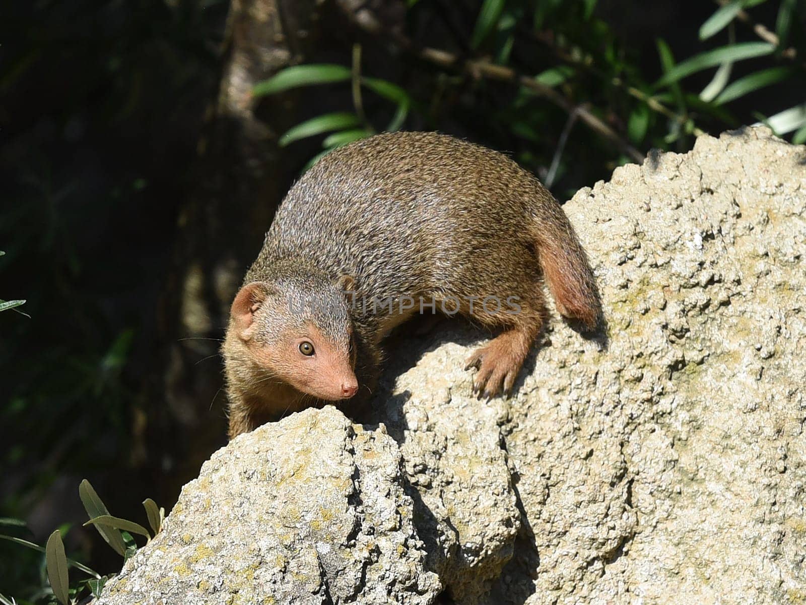 Dwarf mongoose  Helogale parvula belong to the mongooses and live in earthworks in Africa.