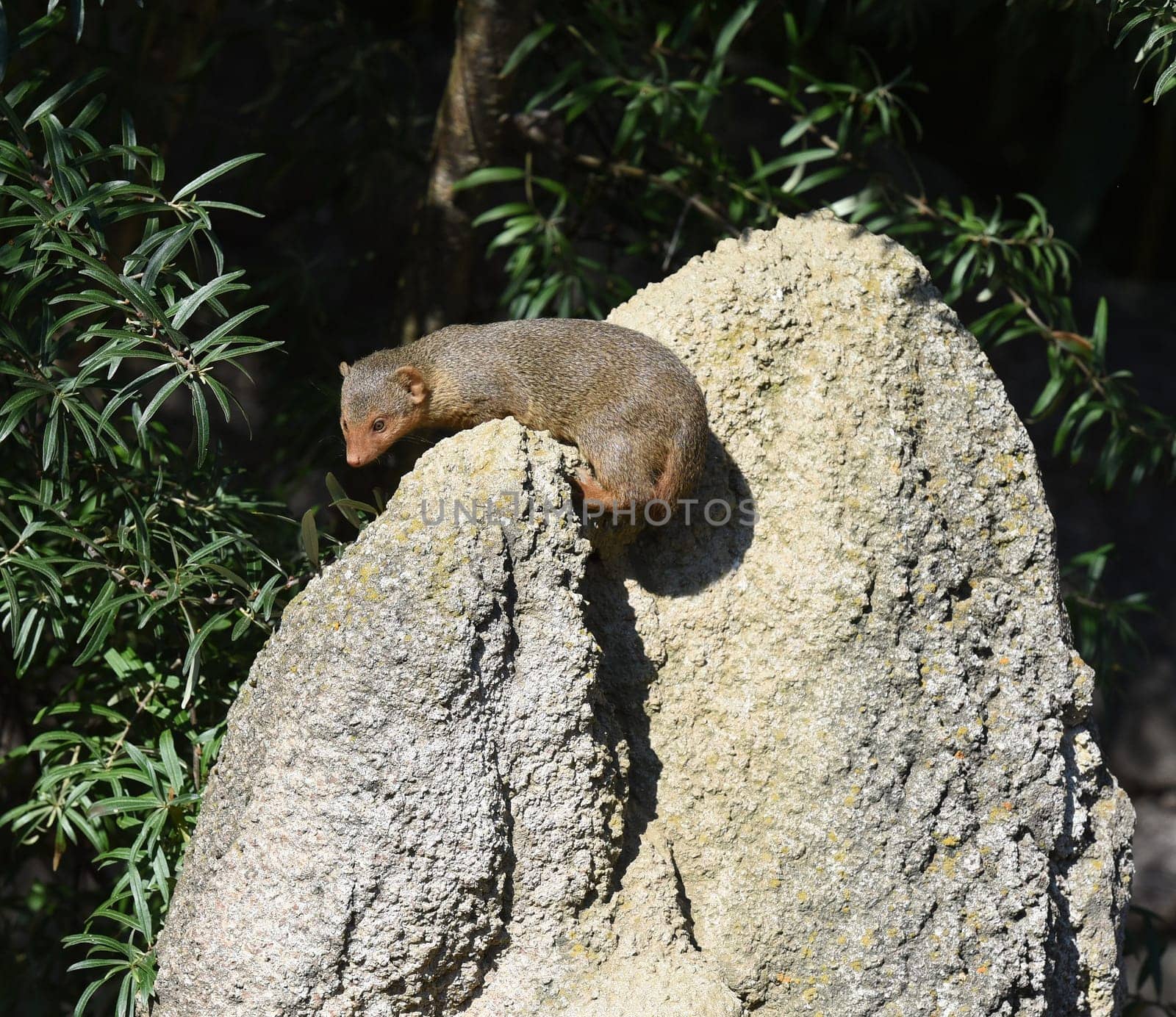 Dwarf mongoose  Helogale parvula belong to the mongooses and live in earthworks in Africa.