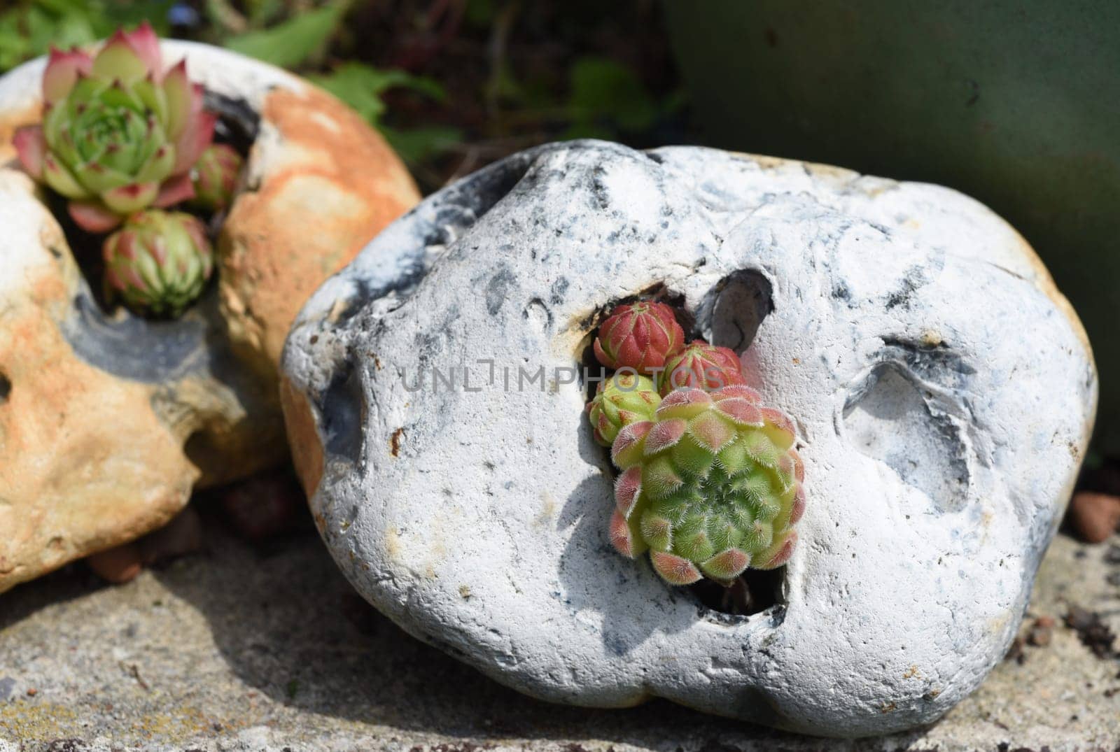 Houseleek,Sempervivum,tectorum,is a medicinal plant and an alpine flower with red flowers.