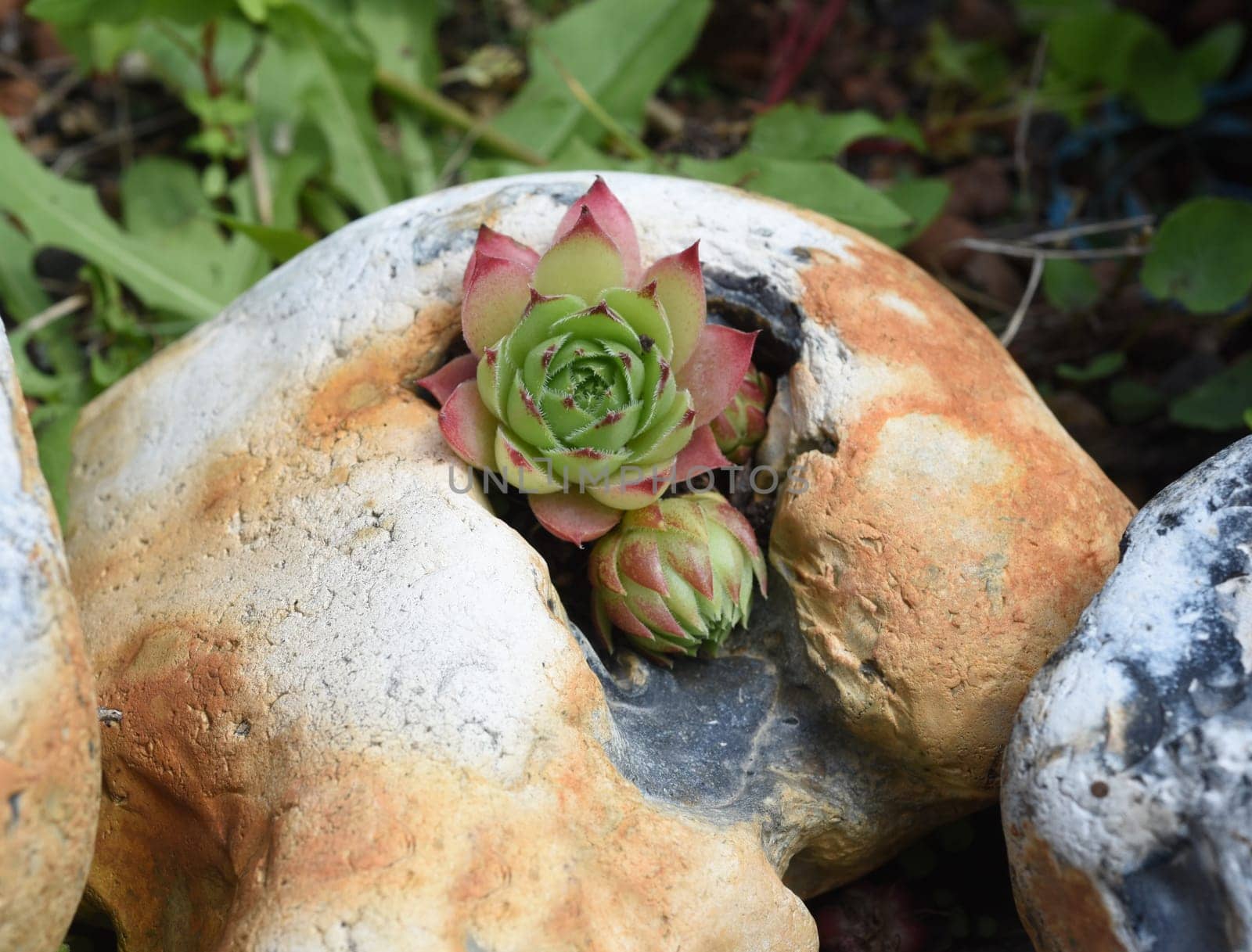 Houseleek,Sempervivum,tectorum,is a medicinal plant and an alpine flower with red flowers.