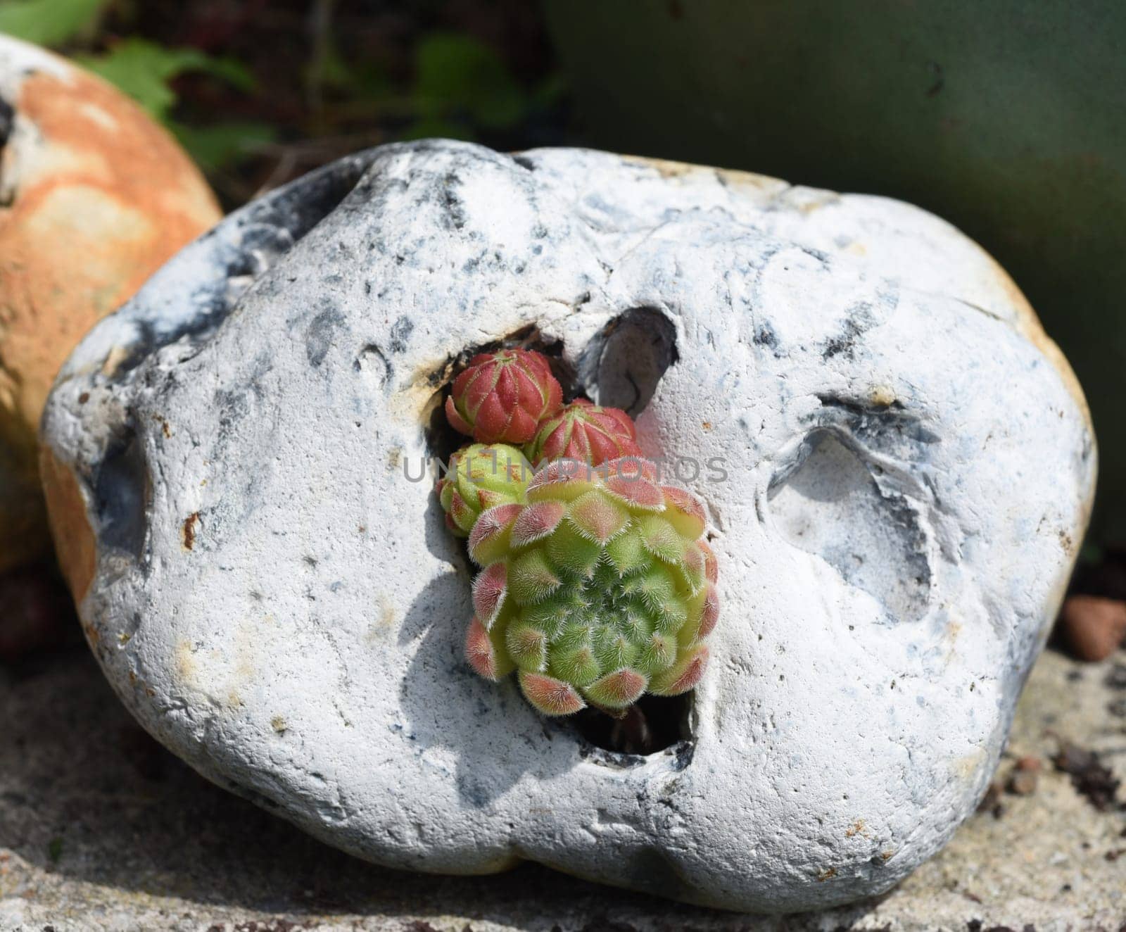 Houseleek,Sempervivum,tectorum,is a medicinal plant and an alpine flower with red flowers.
