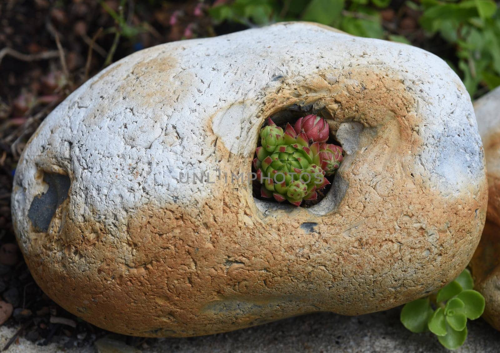 Houseleek,Sempervivum,tectorum,is a medicinal plant and an alpine flower with red flowers.