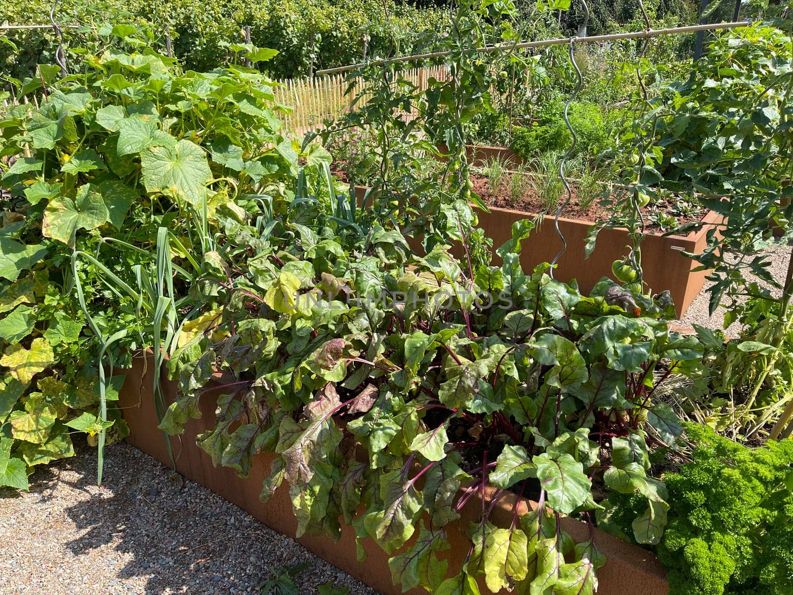 Raised bed is a vegetable or herb bed made of z. B. Wood which is easily accessible and can be ordered by people without having to bend down.
