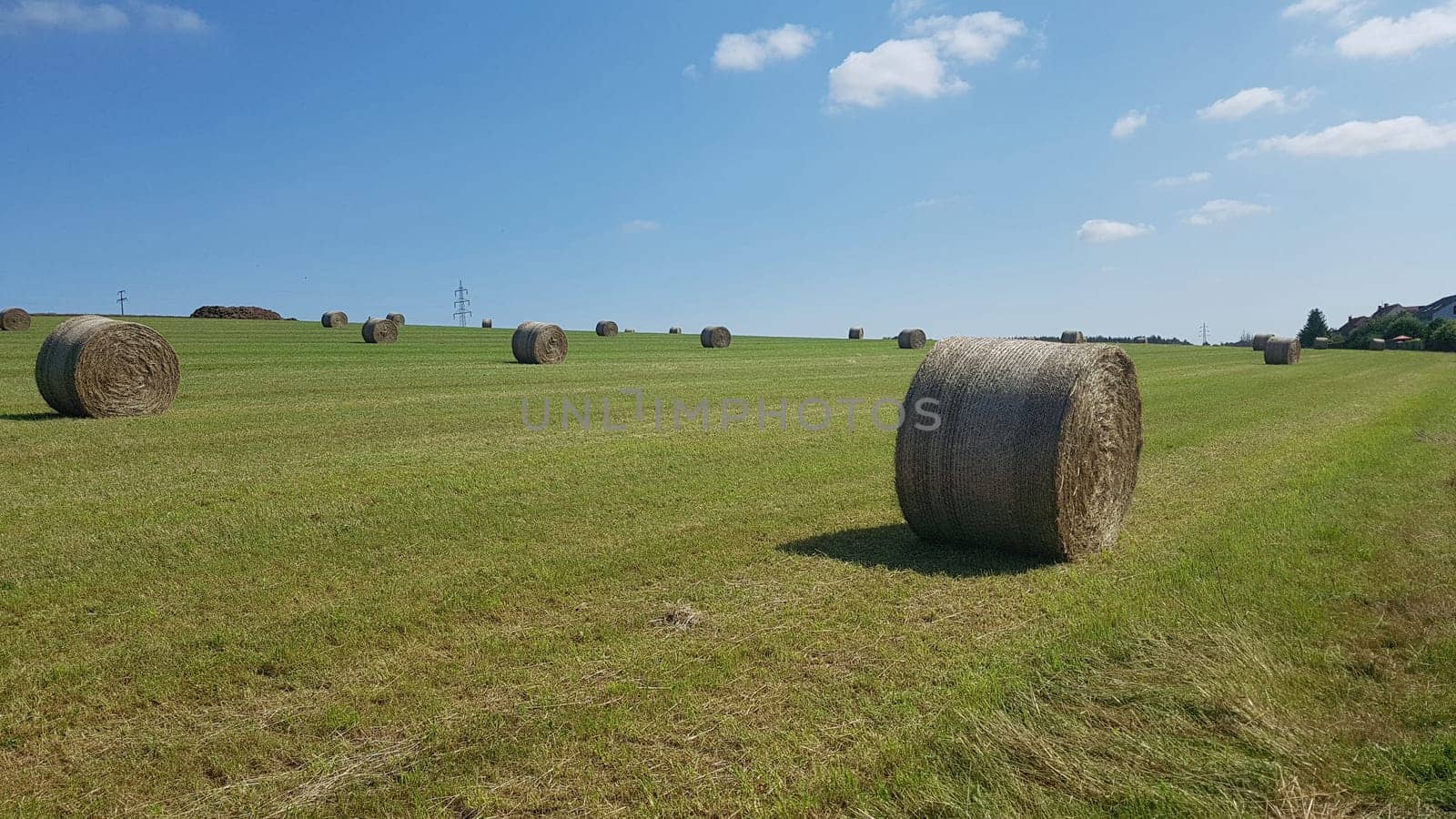 Hay bales or grass bales are bales of dried grass.