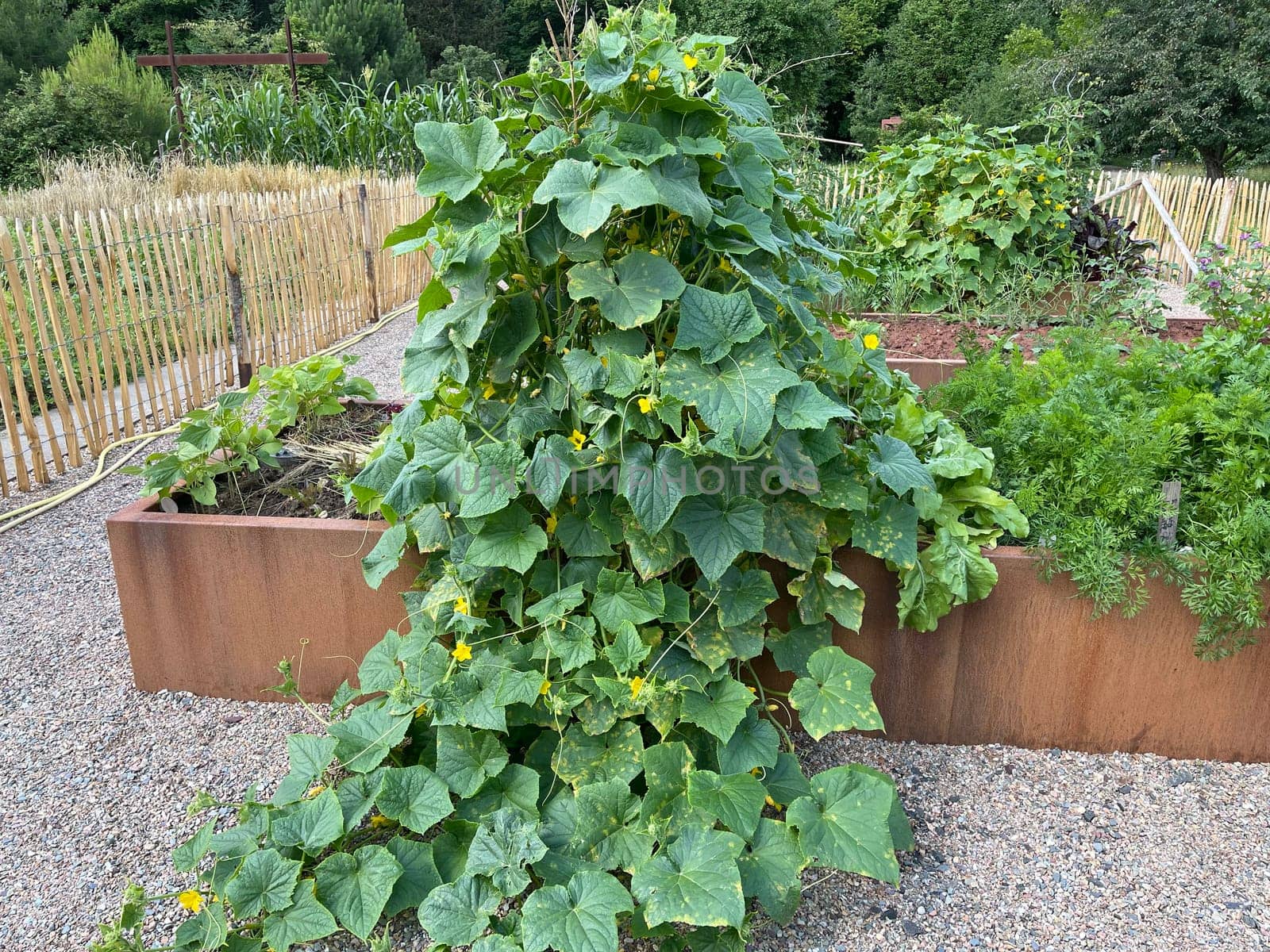 Raised bed is a vegetable or herb bed made of z. B. Wood which is easily accessible and can be ordered by people without having to bend down.