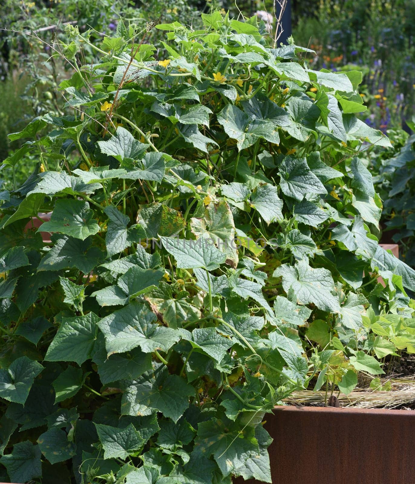Raised bed is a vegetable or herb bed made of z. B. Wood which is easily accessible and can be ordered by people without having to bend down.