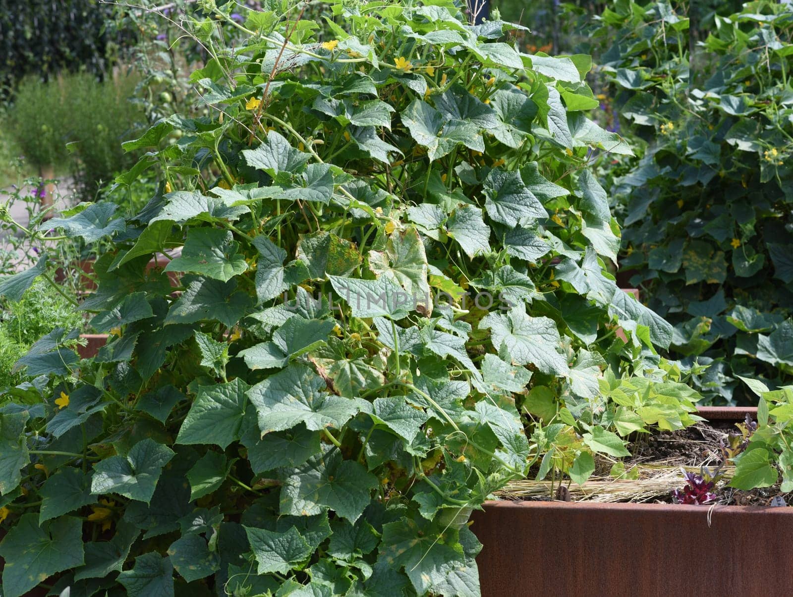 Raised bed is a vegetable or herb bed made of z. B. Wood which is easily accessible and can be ordered by people without having to bend down.