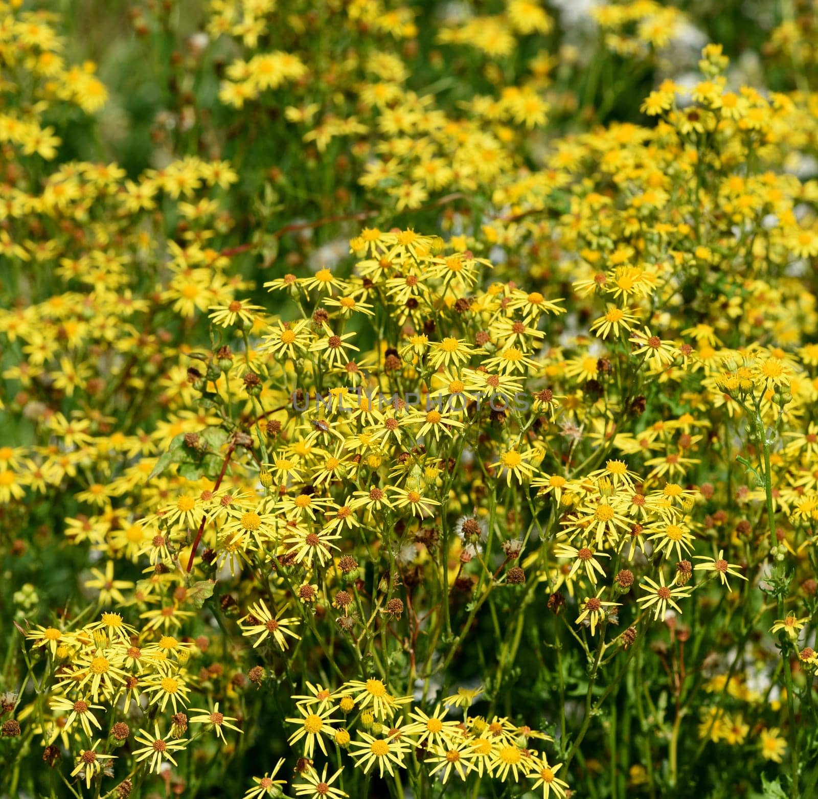 Jacobs ragwort,Senecio jacobeae,is a weed and a poisonous plant and very poisonous especially for grazing animals.
