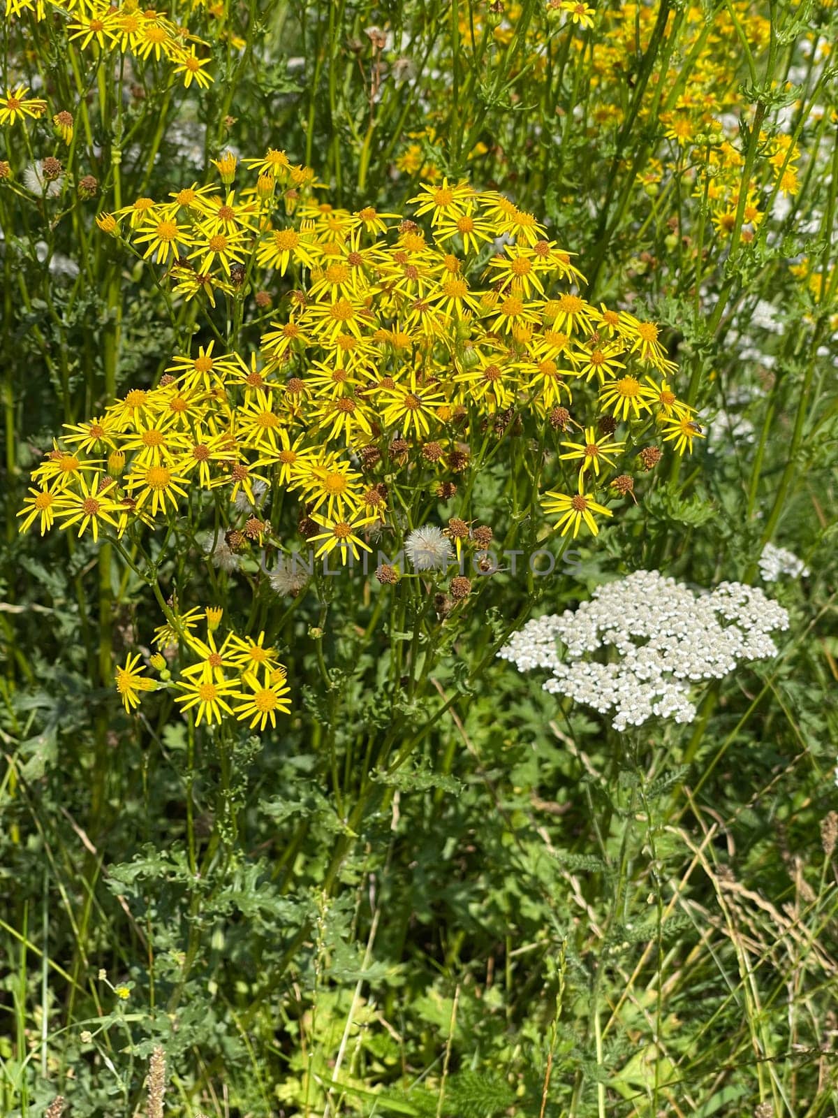 Jacobs ragwort,Senecio jacobeae,is a weed and a poisonous plant and very poisonous especially for grazing animals.