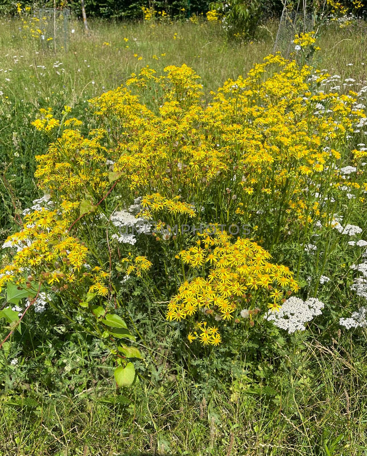 Jacobs ragwort,Senecio jacobeae,is a weed and a poisonous plant and very poisonous especially for grazing animals.