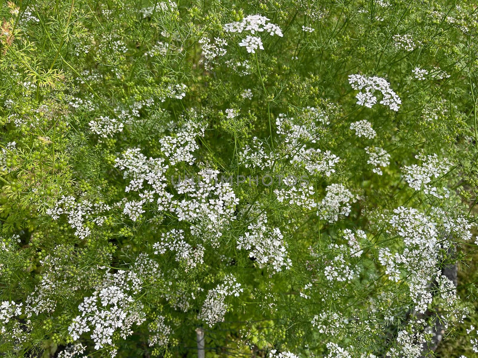 Coriander,Coriandrum sativum,is an important medicinal and herb plant.