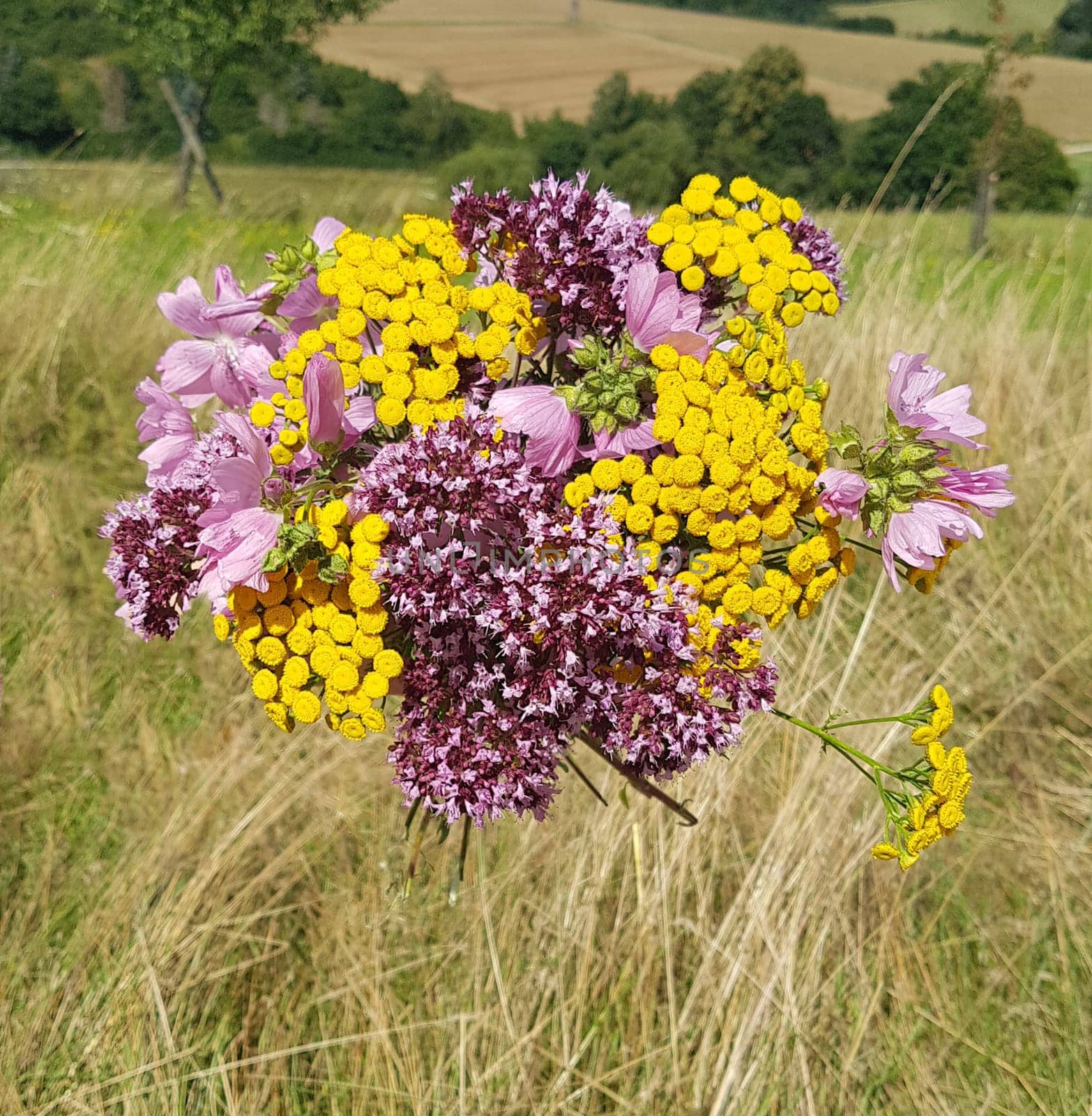 Herbal bouquet with many medicinal and wild plants.