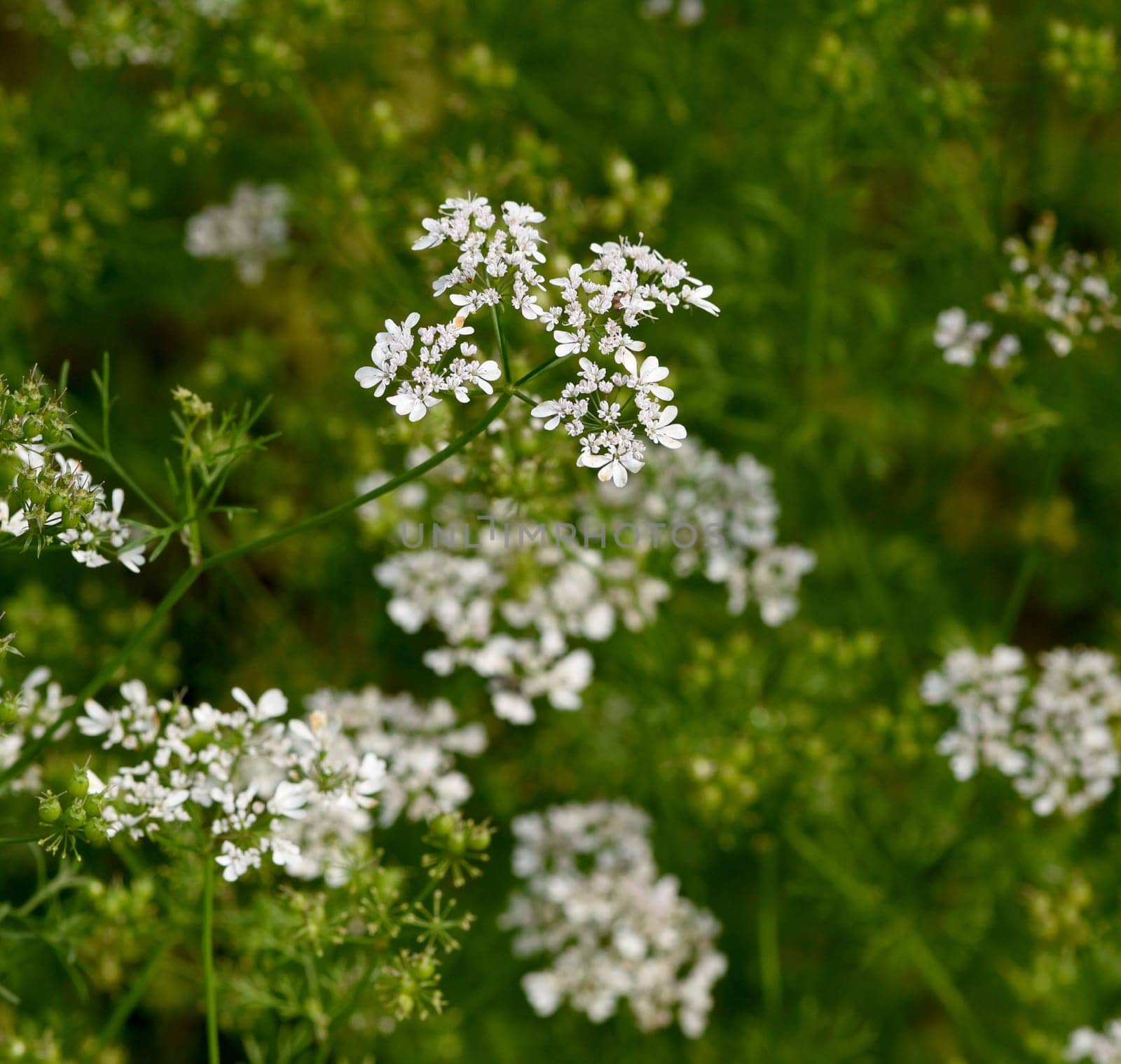 Coriander,Coriandrum sativum,is an important medicinal and herb plant.