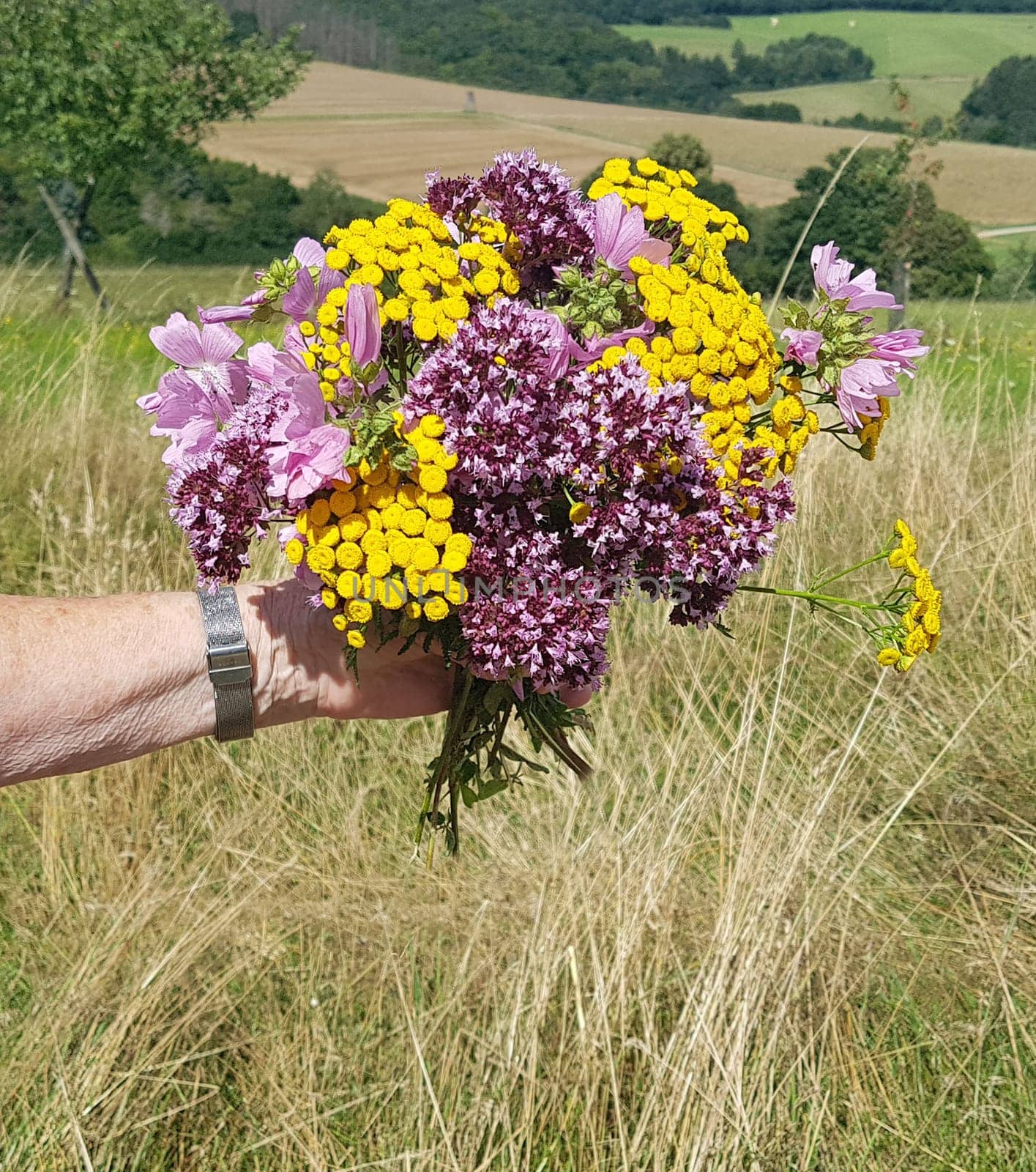 Herbal bouquet with many medicinal and wild plants.