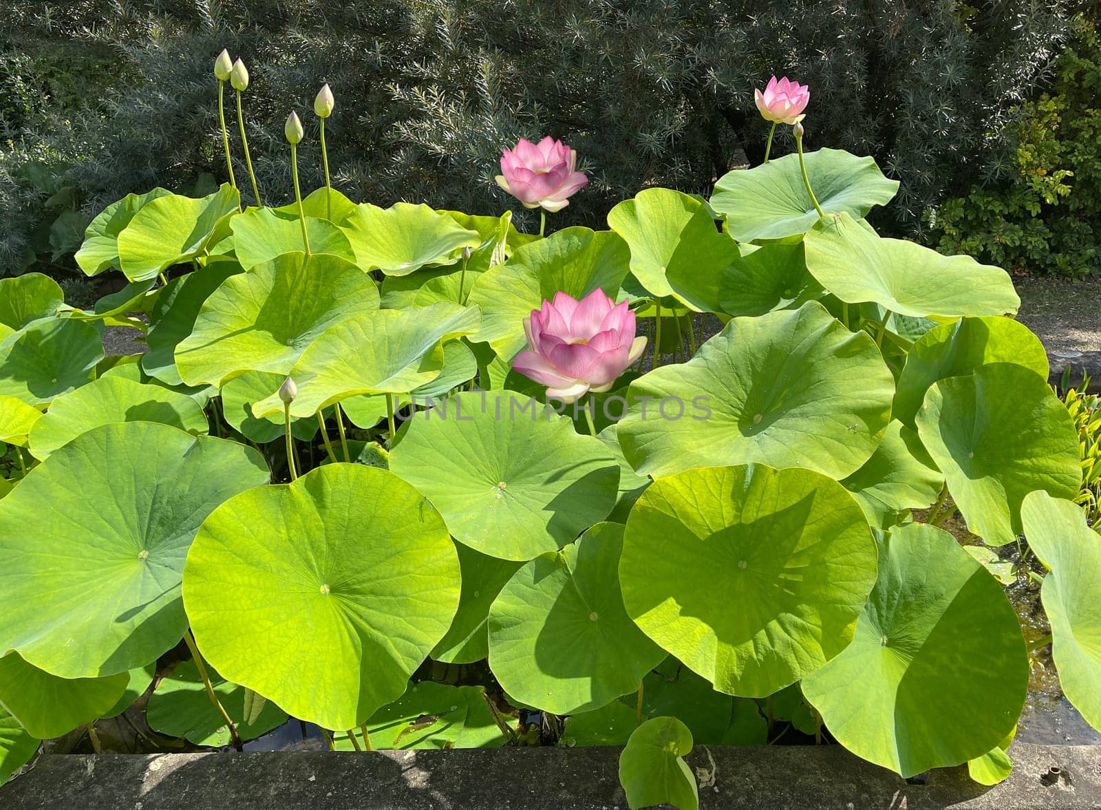 The lotus flower,Lotus nucifera,is a beautiful Indian water and medicinal plant