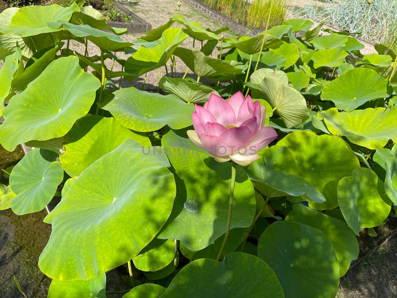 The lotus flower,Lotus nucifera,is a beautiful Indian water and medicinal plant
