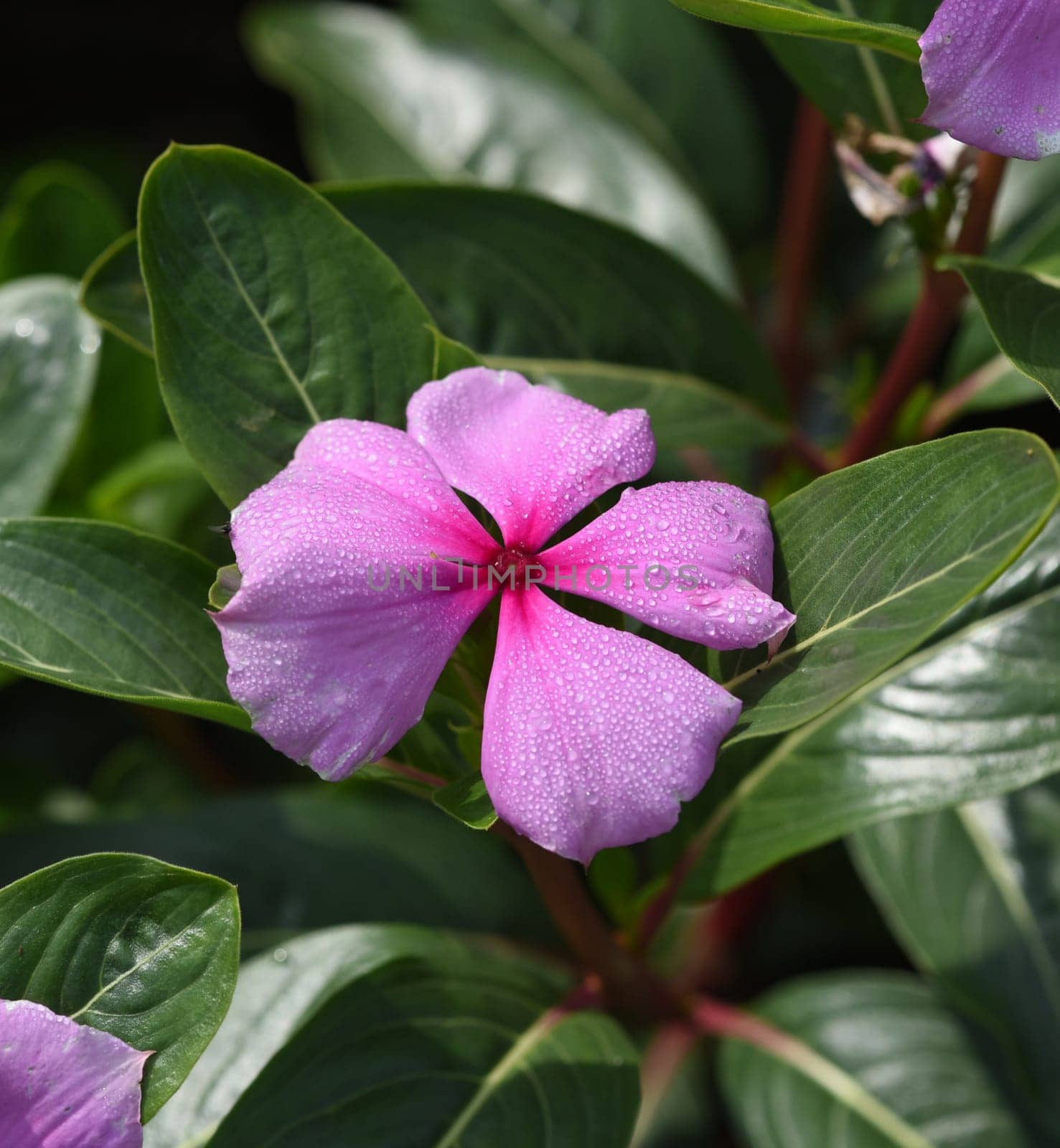 . Madagascar evergreen,Cathranthus roseus,is an important medicinal plant with pink or white flowers and is used in medicine.
