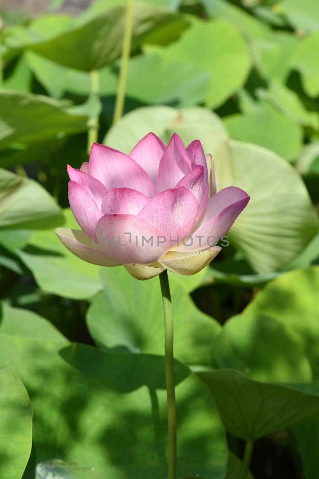 The lotus flower,Lotus nucifera,is a beautiful Indian water and medicinal plant