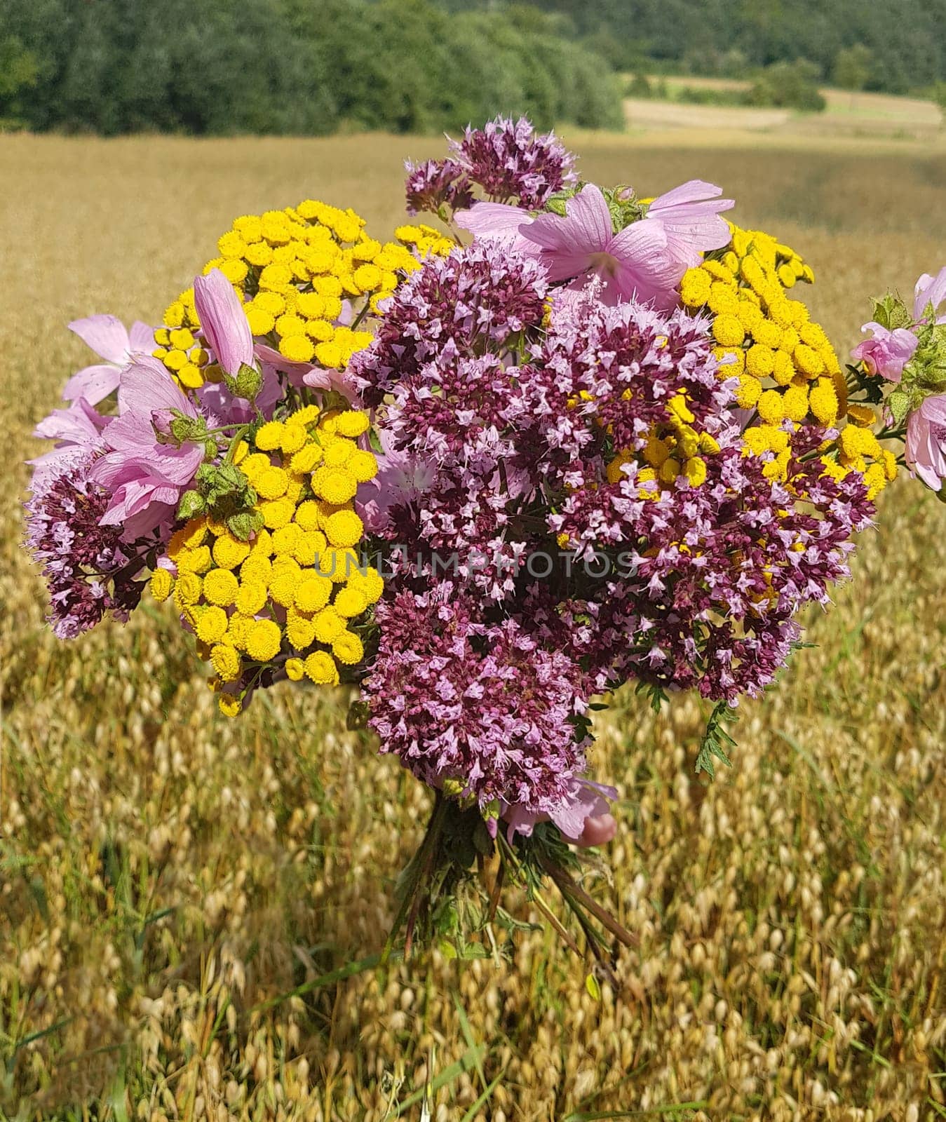 Herbal bouquet with many medicinal and wild plants.