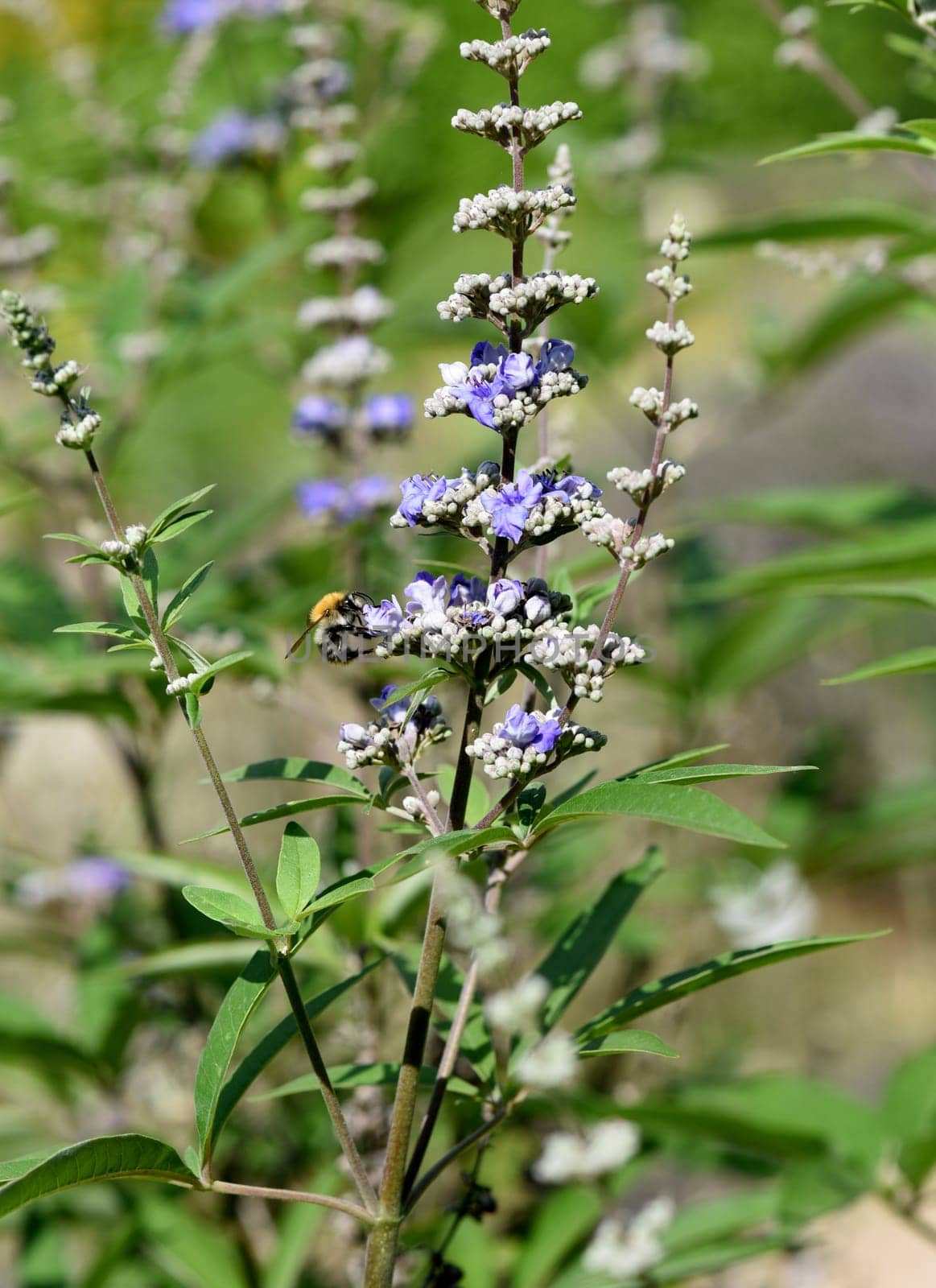 Vitex agnus is an important medicinal plant and is also used in medicine.
